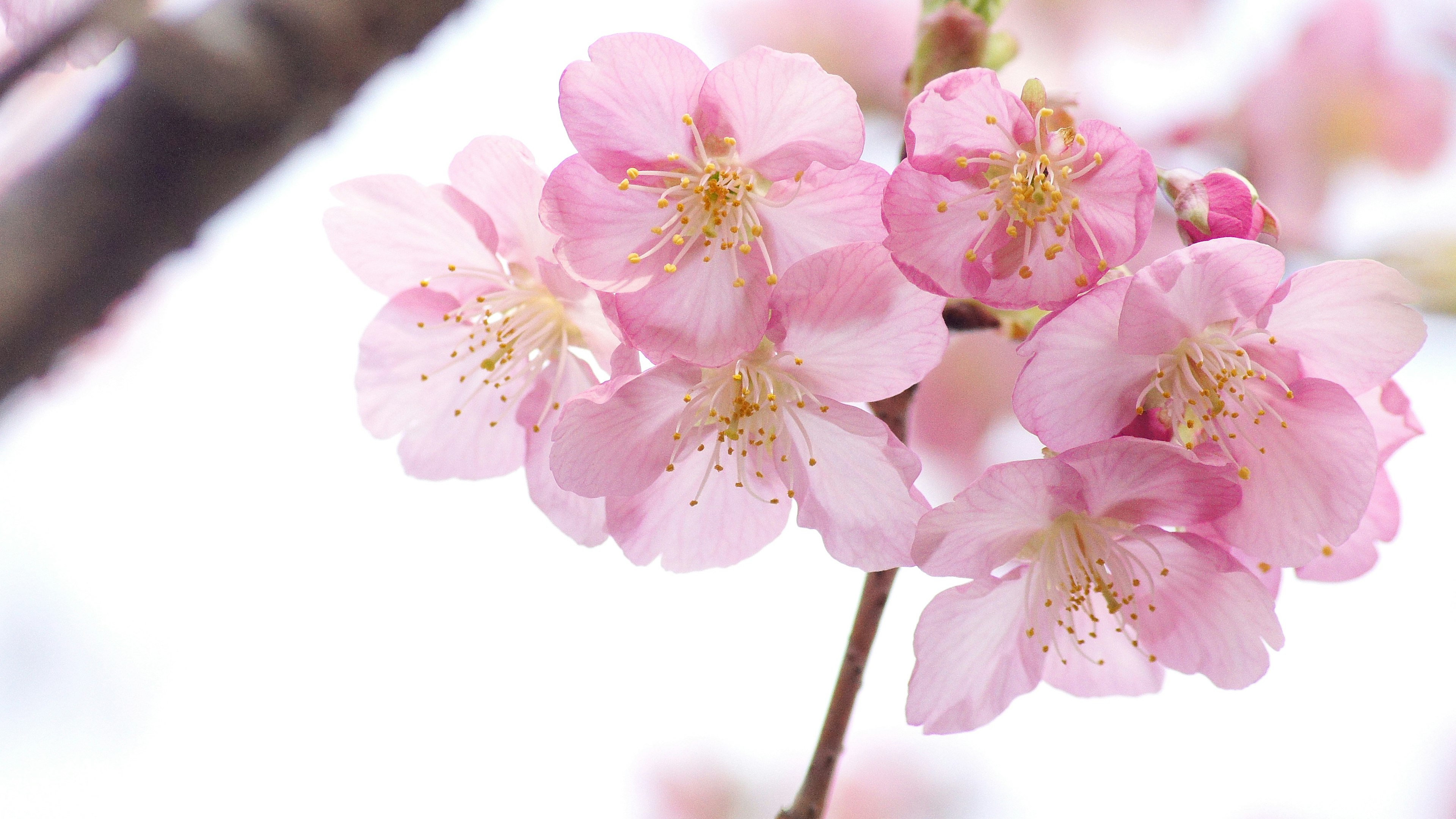 Cluster of light pink cherry blossoms in bloom