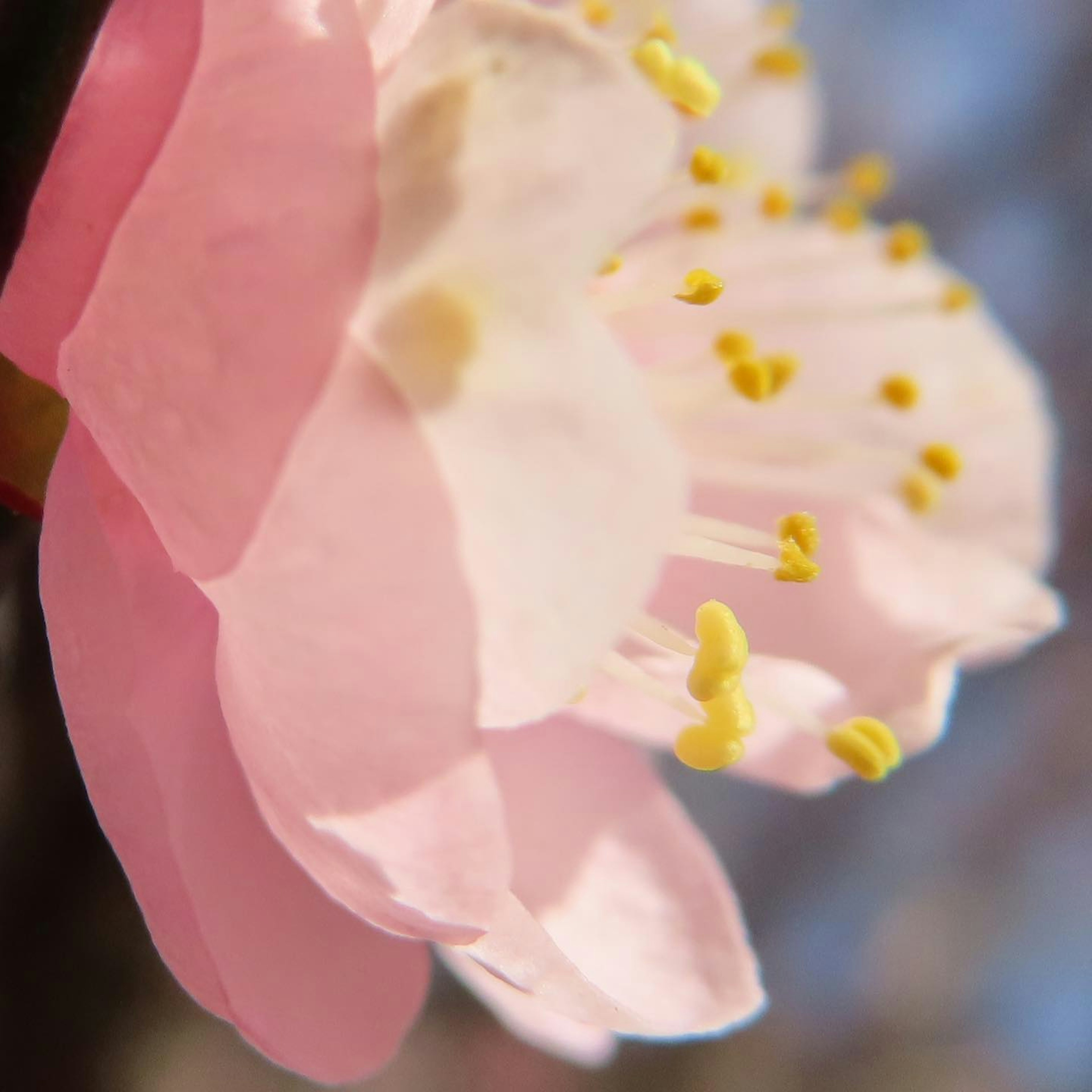 Acercamiento de una flor rosa pálido con polen amarillo