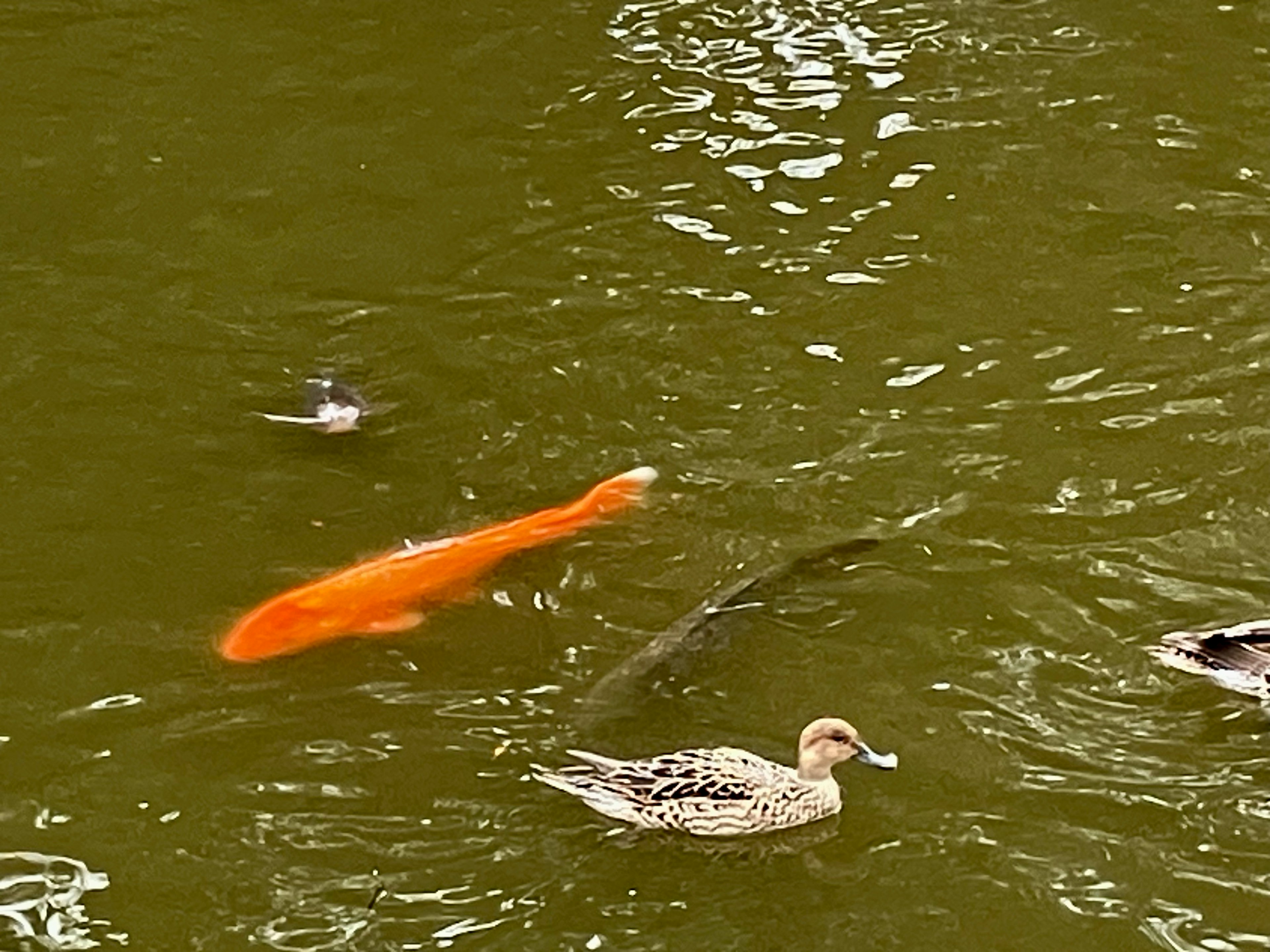 Koi arancione che nuotano accanto a anatre in uno stagno