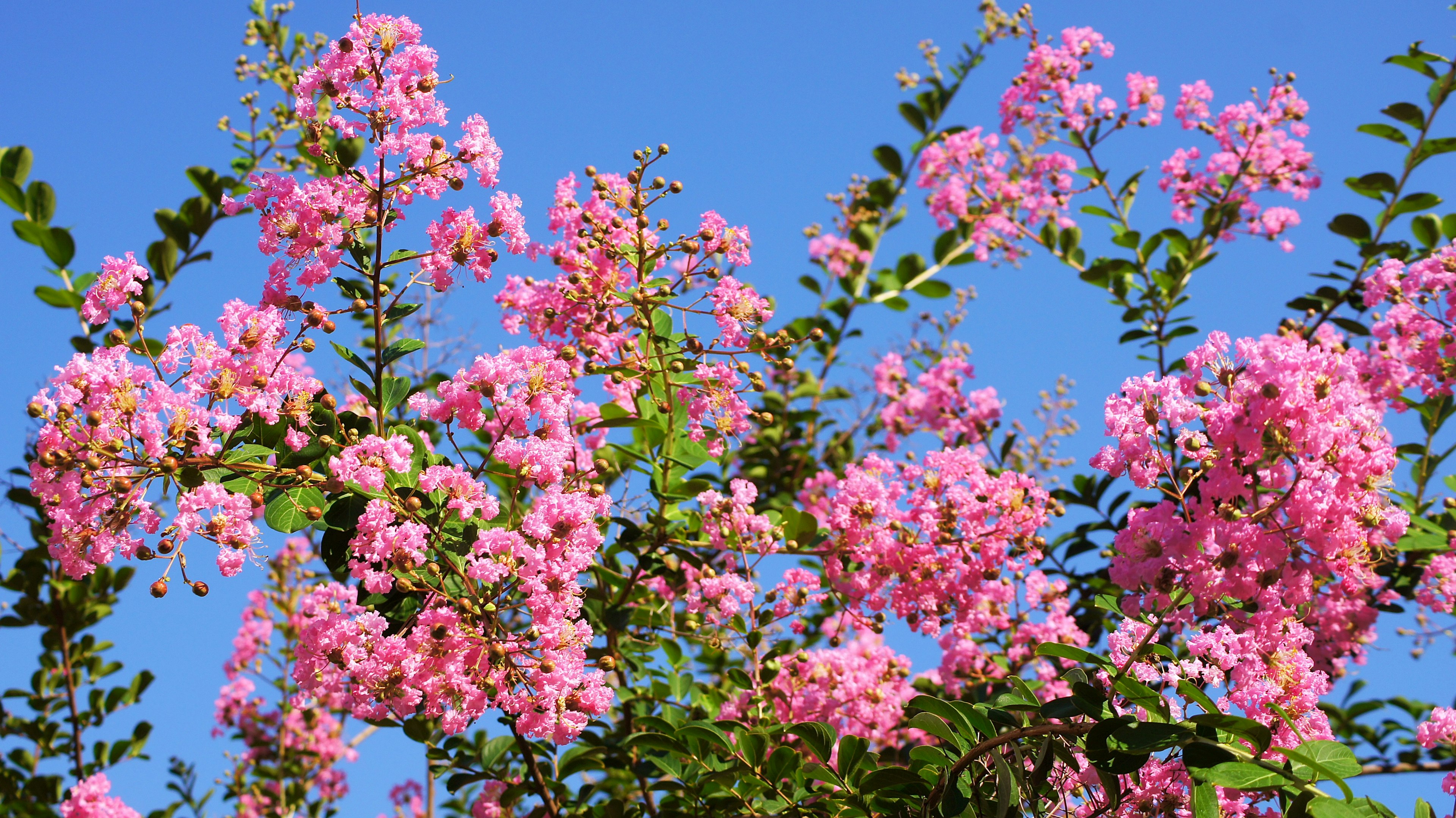 Fiori rosa in fiore su un albero contro un cielo blu