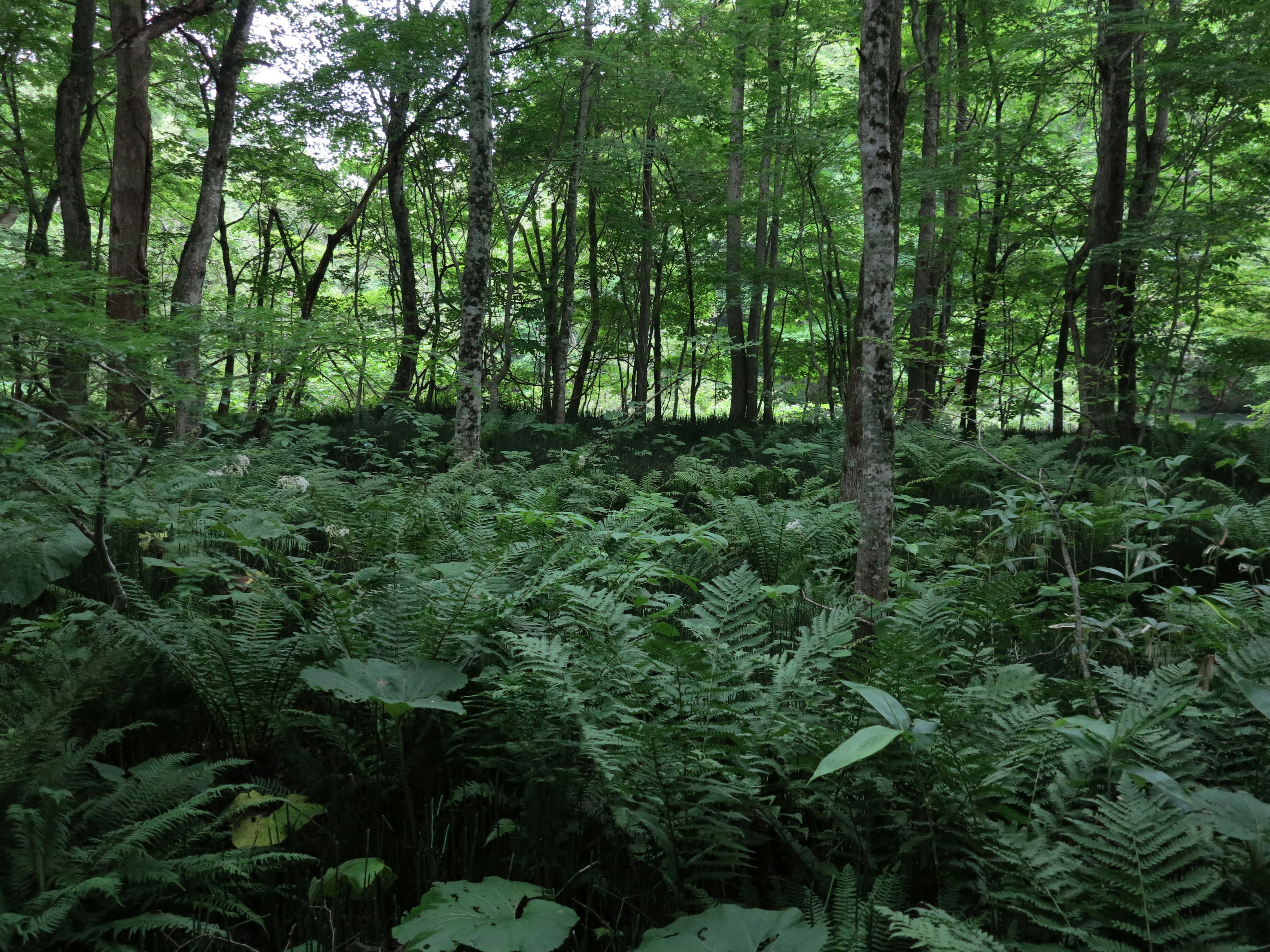 Üppiger Wald voller Farne und Bäume