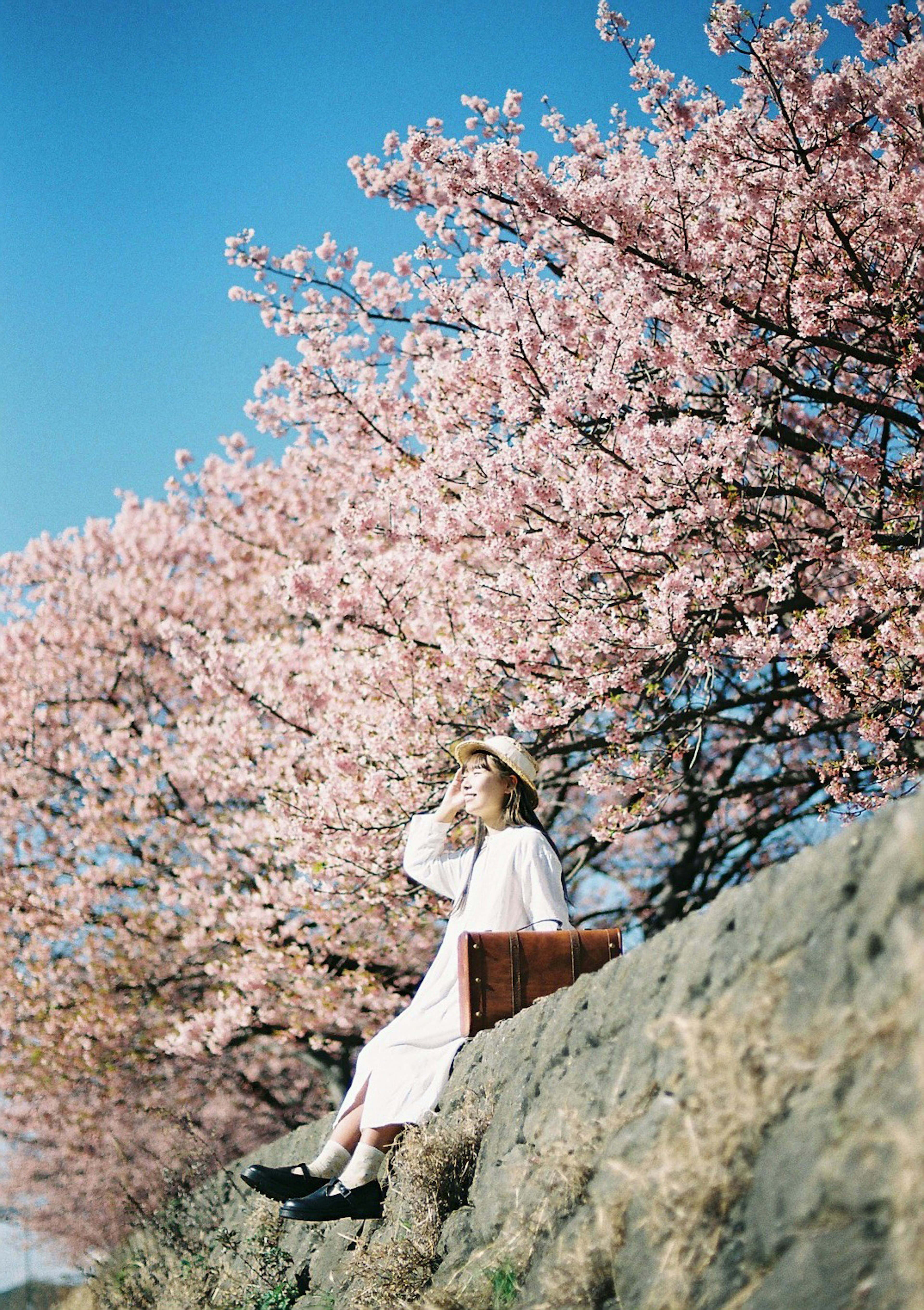 Una mujer posando frente a los cerezos en flor