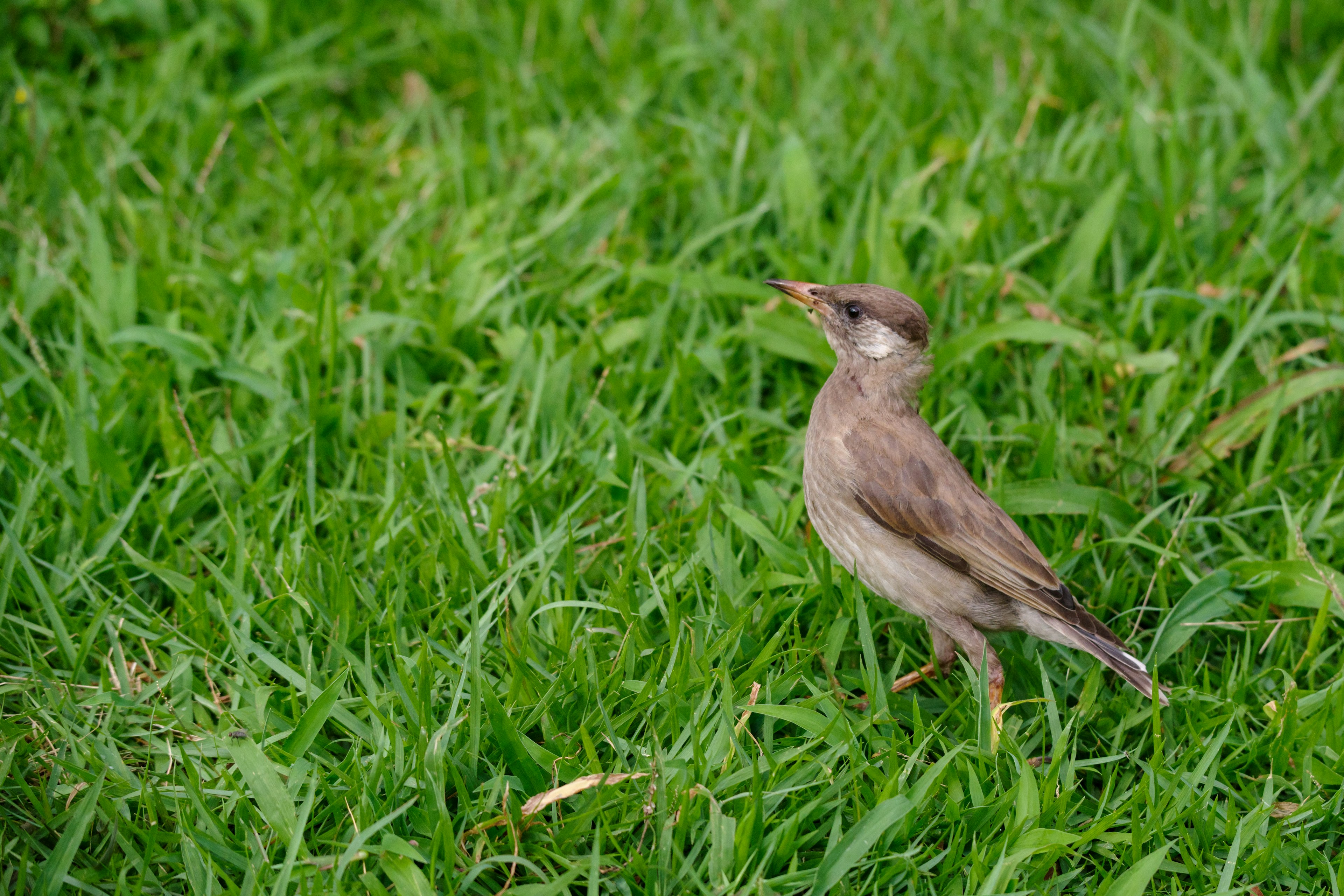 Small brown bird standing on green grass