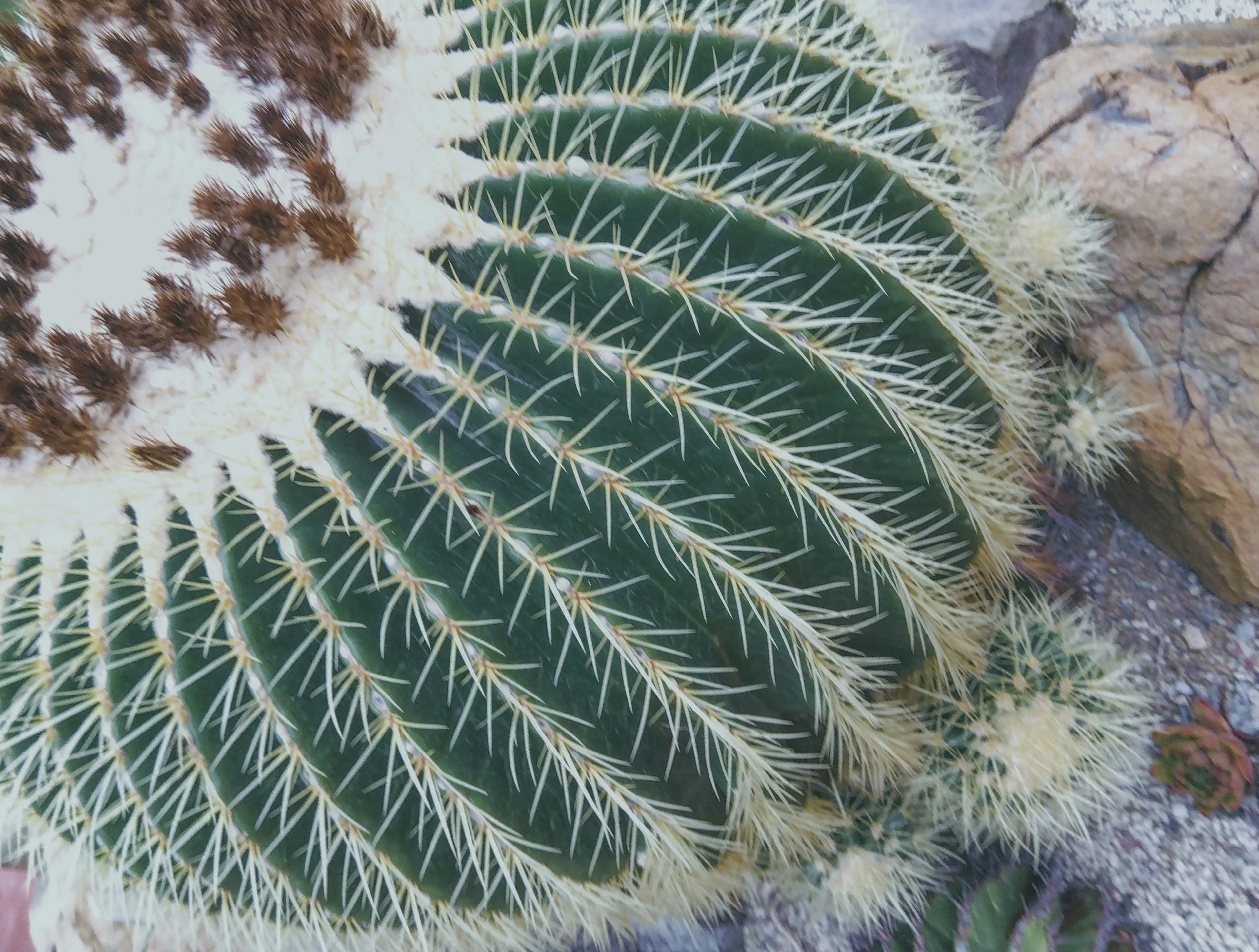 Vue de dessus d'un cactus vert avec une texture épineuse présentant un motif floral