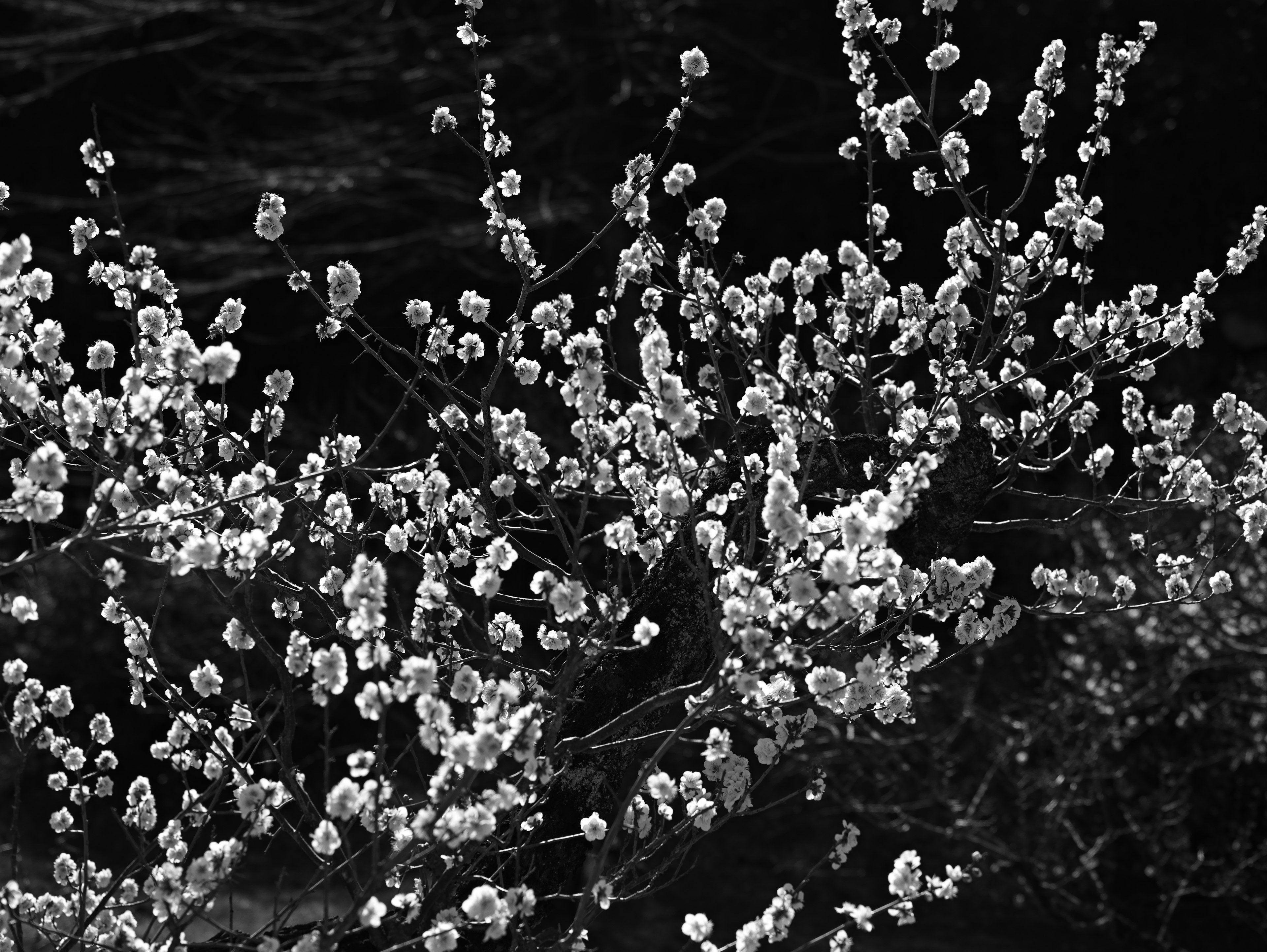 Nahaufnahme von Zweigen mit weißen Blumen vor schwarzem Hintergrund