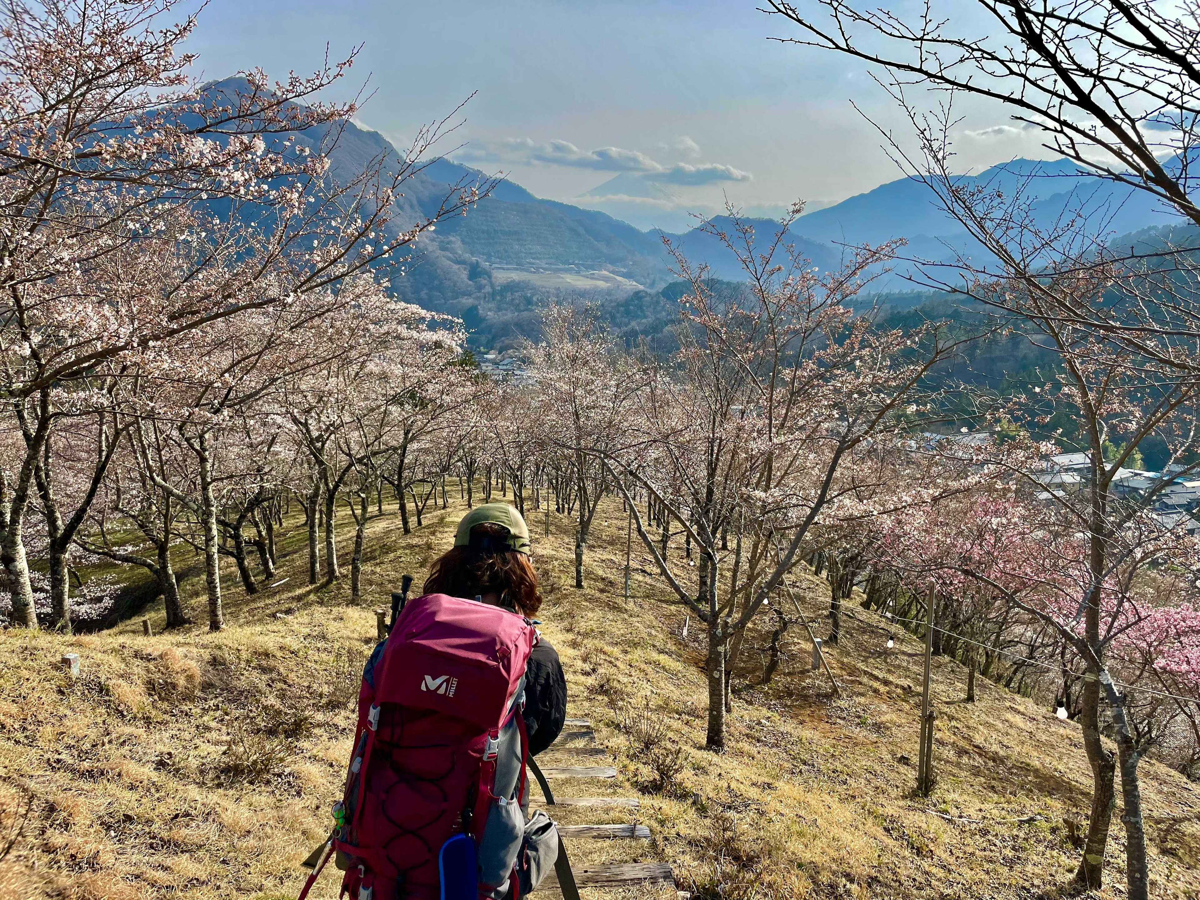 桜の木のある山道を歩くハイカーの後ろ姿