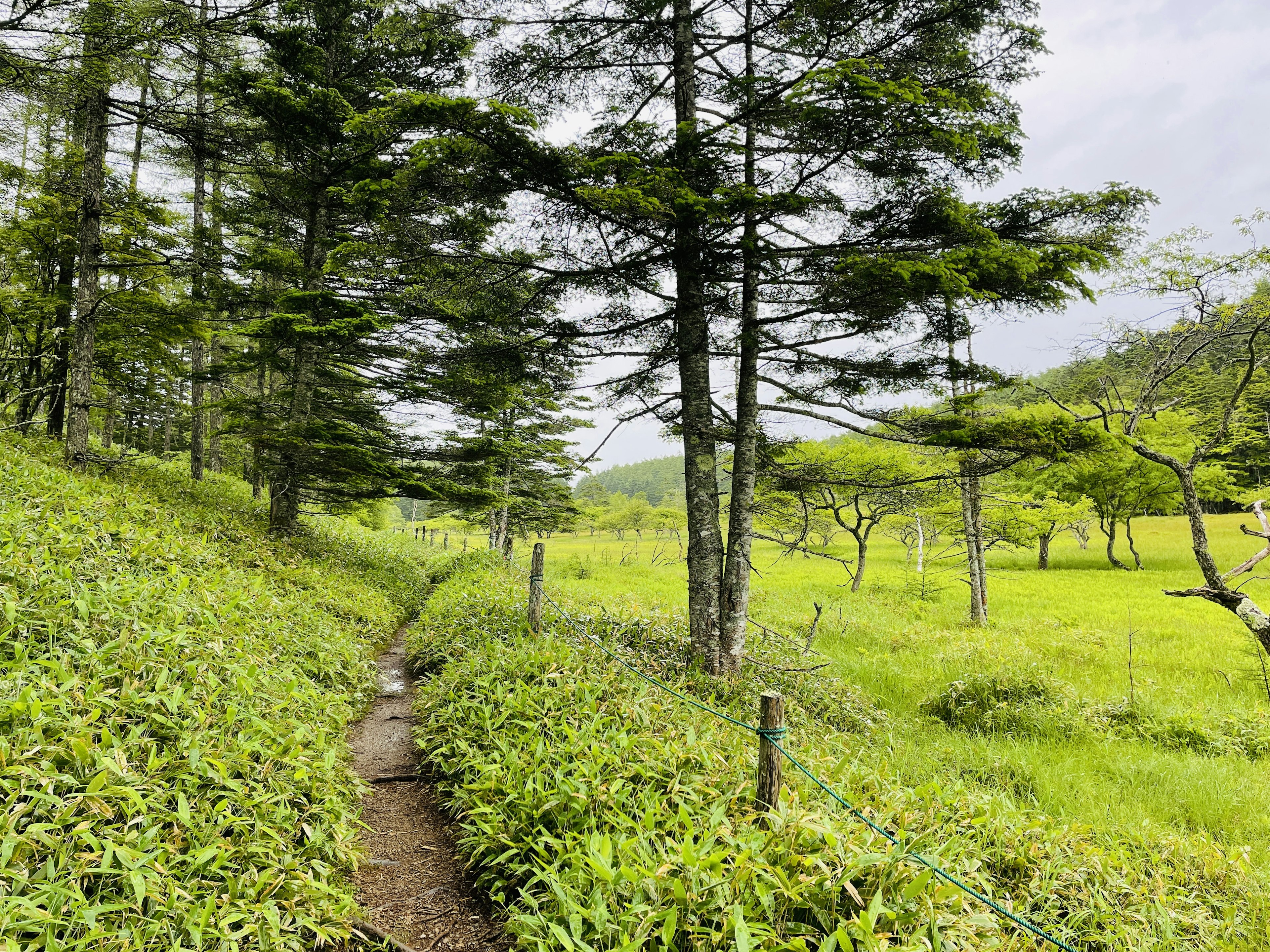 Camino escénico a través de un bosque verde