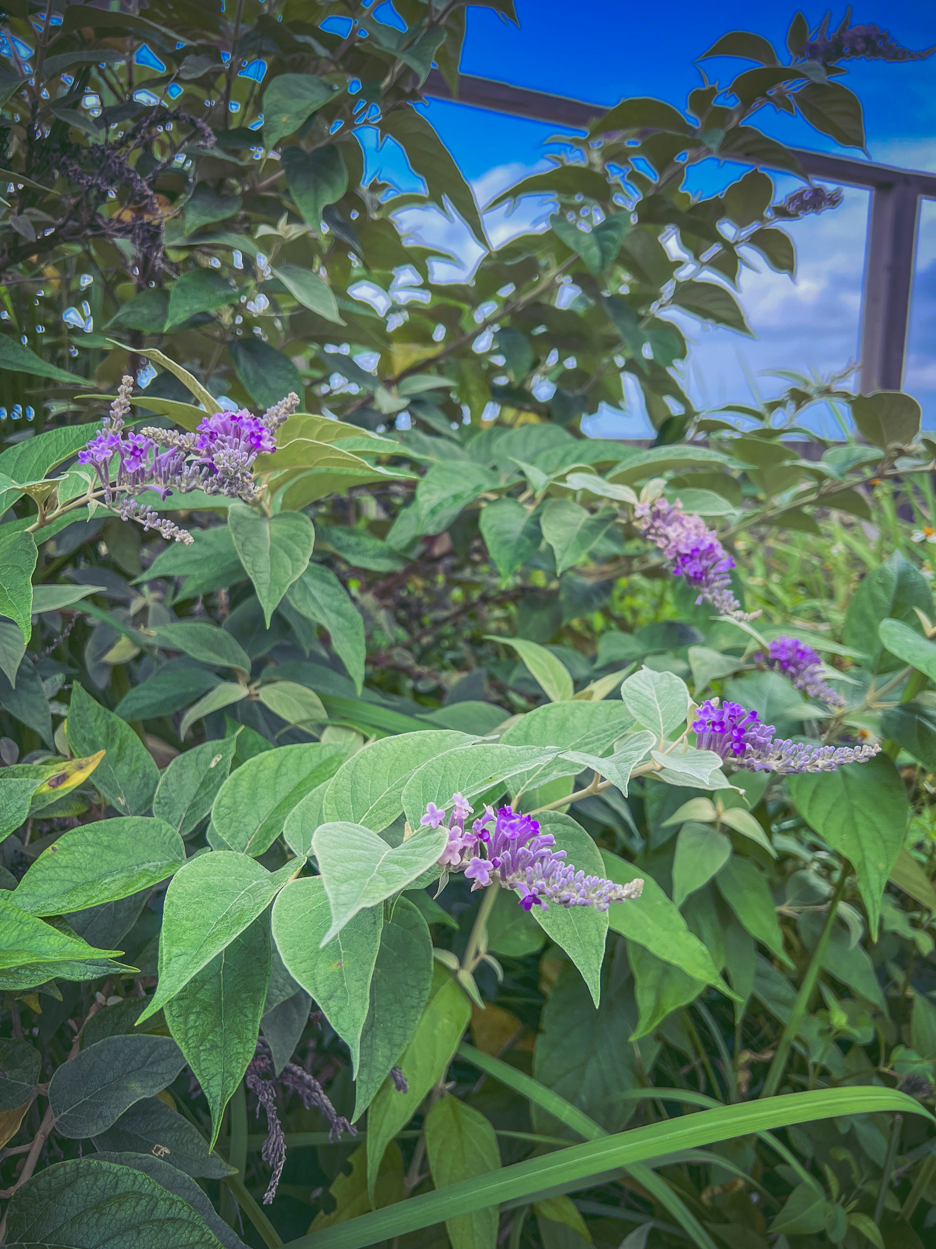 特寫植物，周圍環繞著綠色葉子和生動的紫色花朵