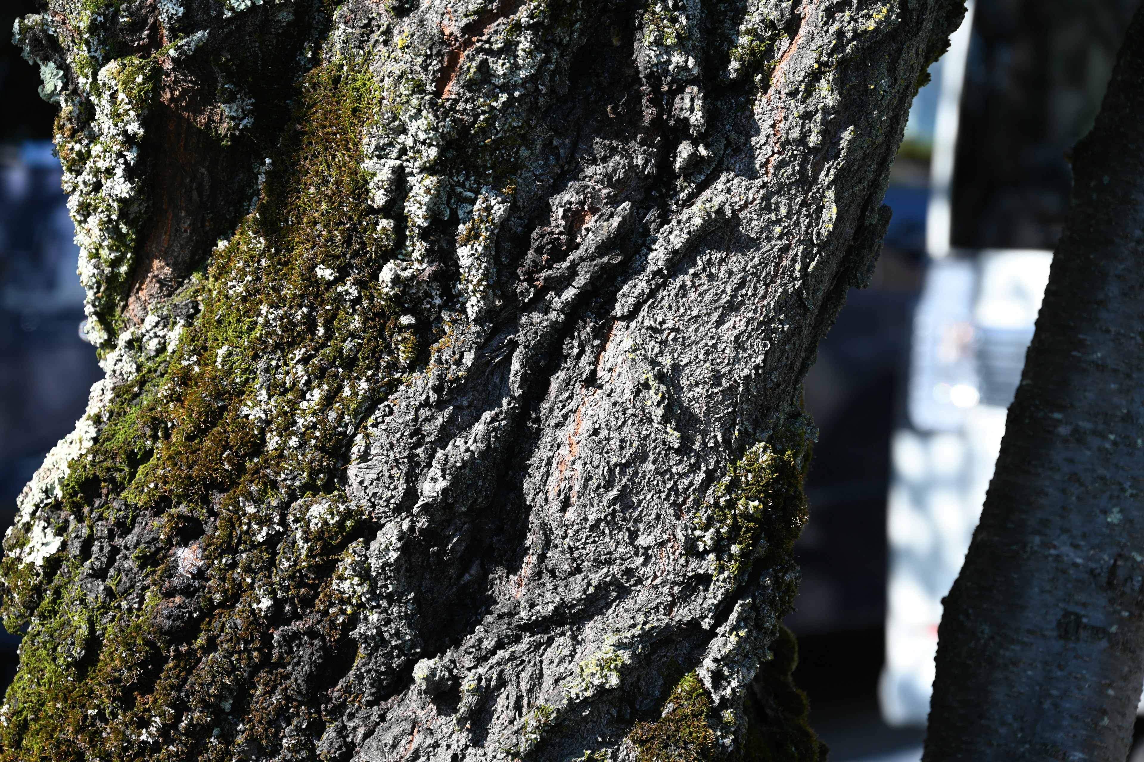 Detailed texture of a tree trunk with moss