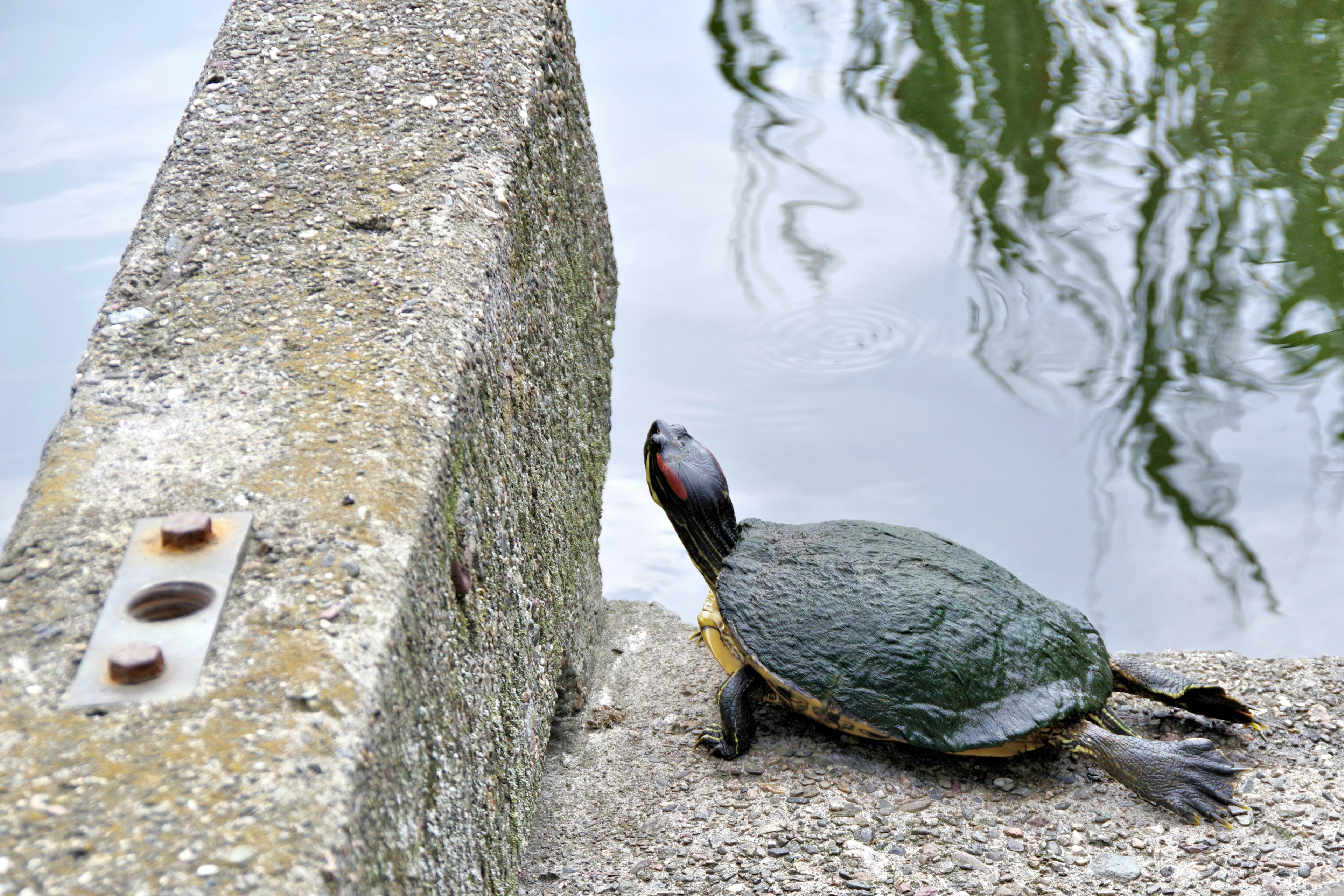 Una tortuga sentada en un borde de concreto junto al agua