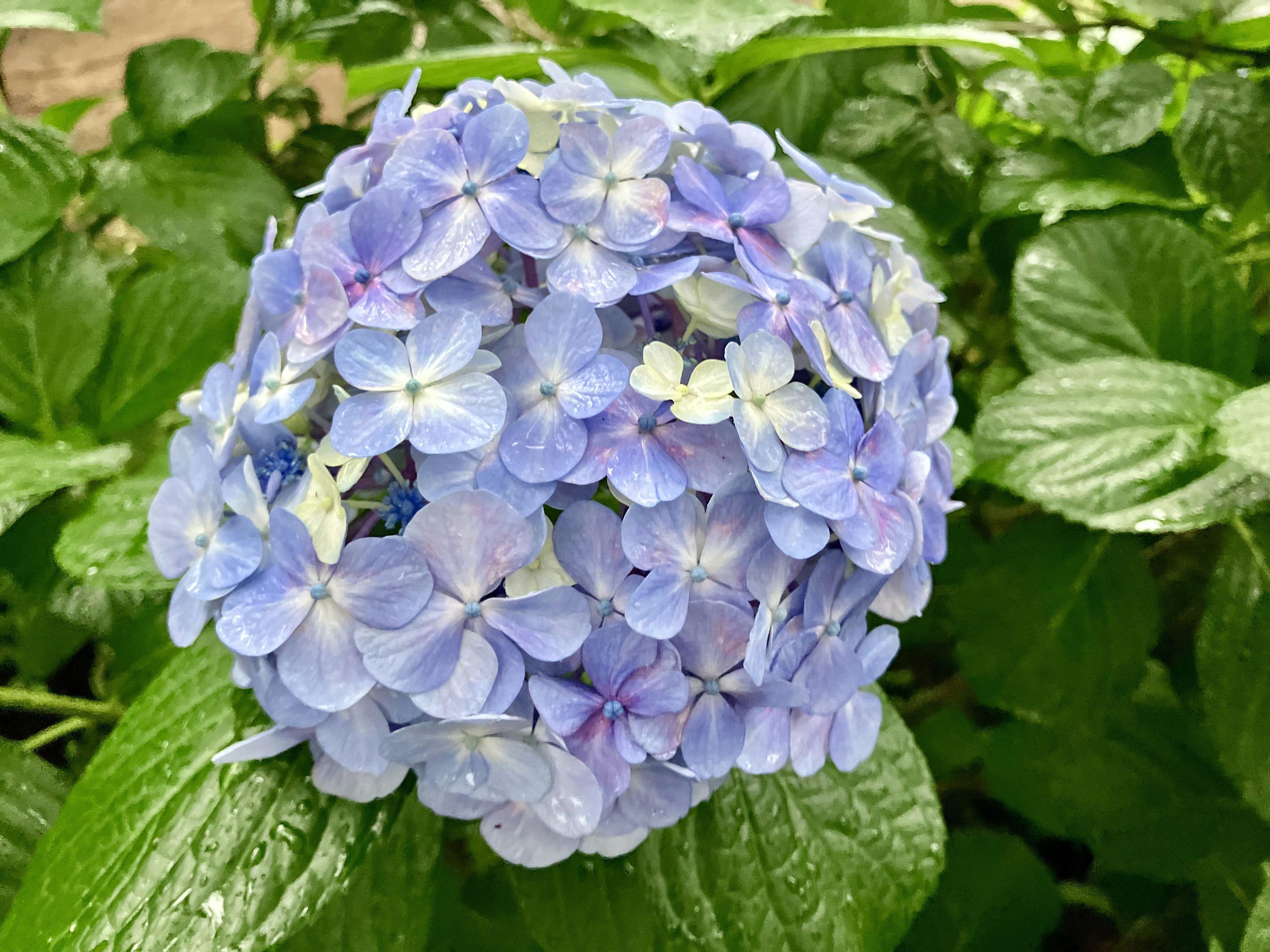 Un grappolo di fiori di ortensia blu circondato da foglie verdi lussureggianti