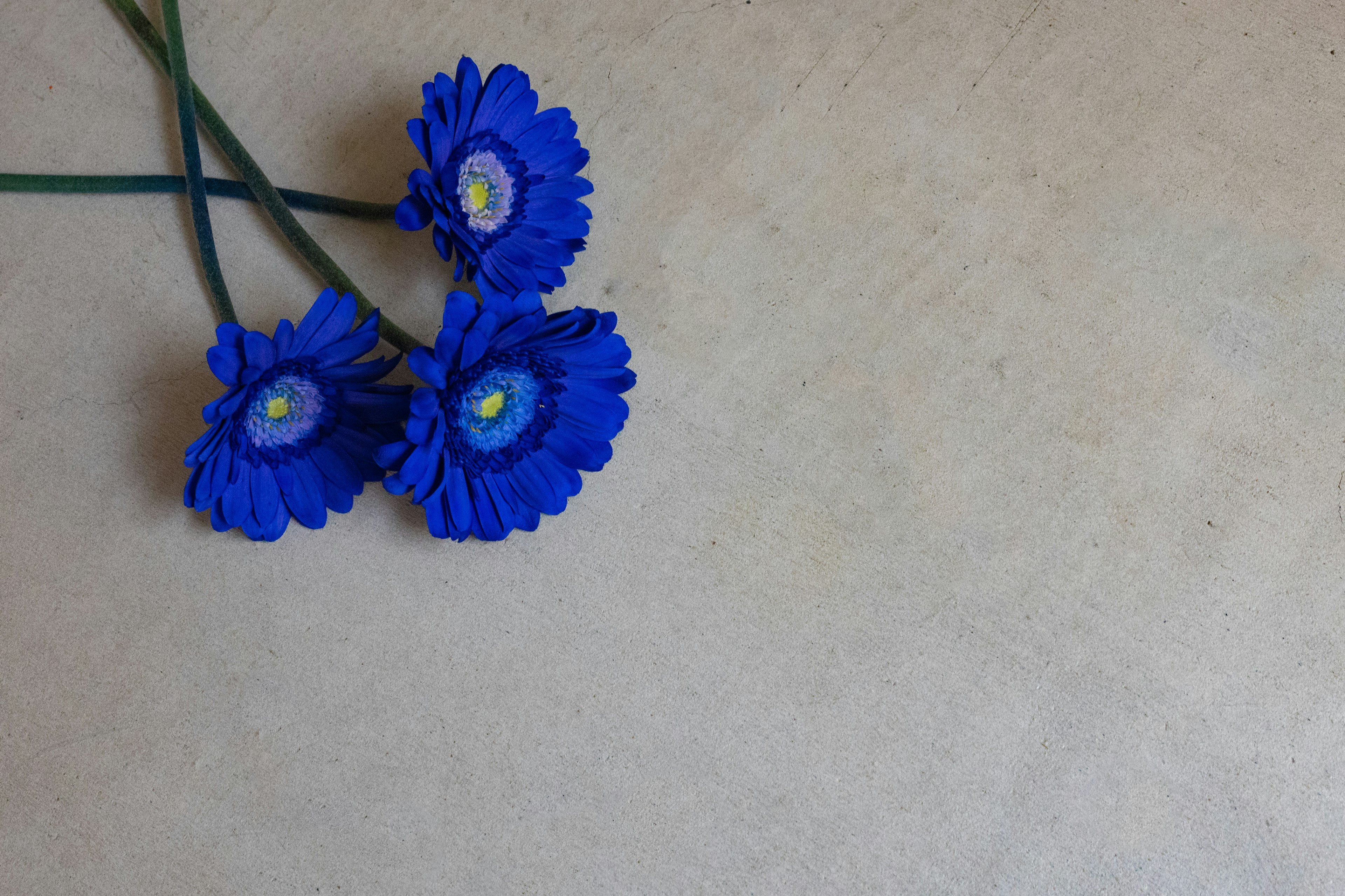 Drei blaue Blumen auf einem hellen Hintergrund angeordnet