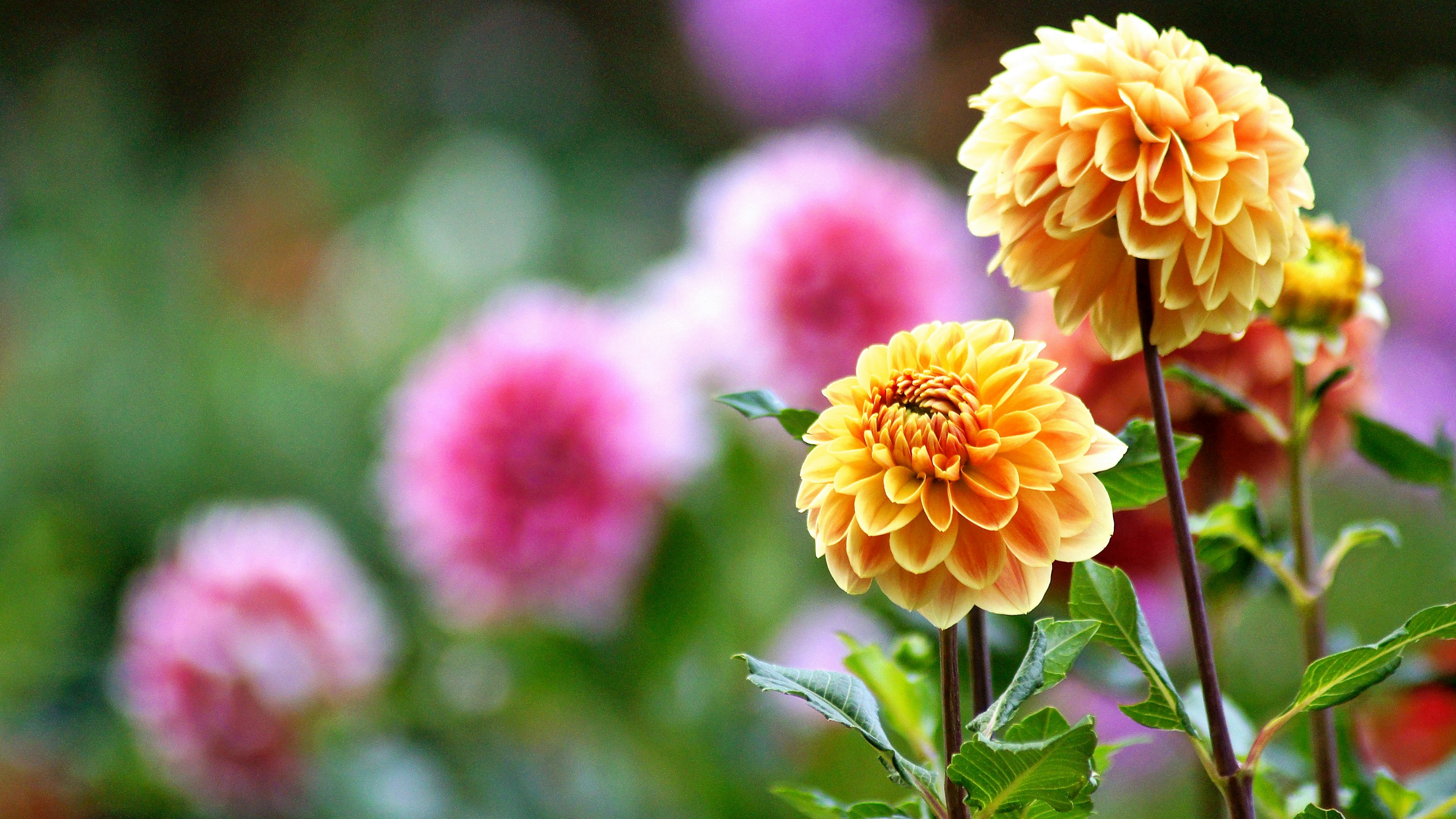 Bunga dahlia kuning cerah di latar depan dengan bunga merah muda kabur di latar belakang