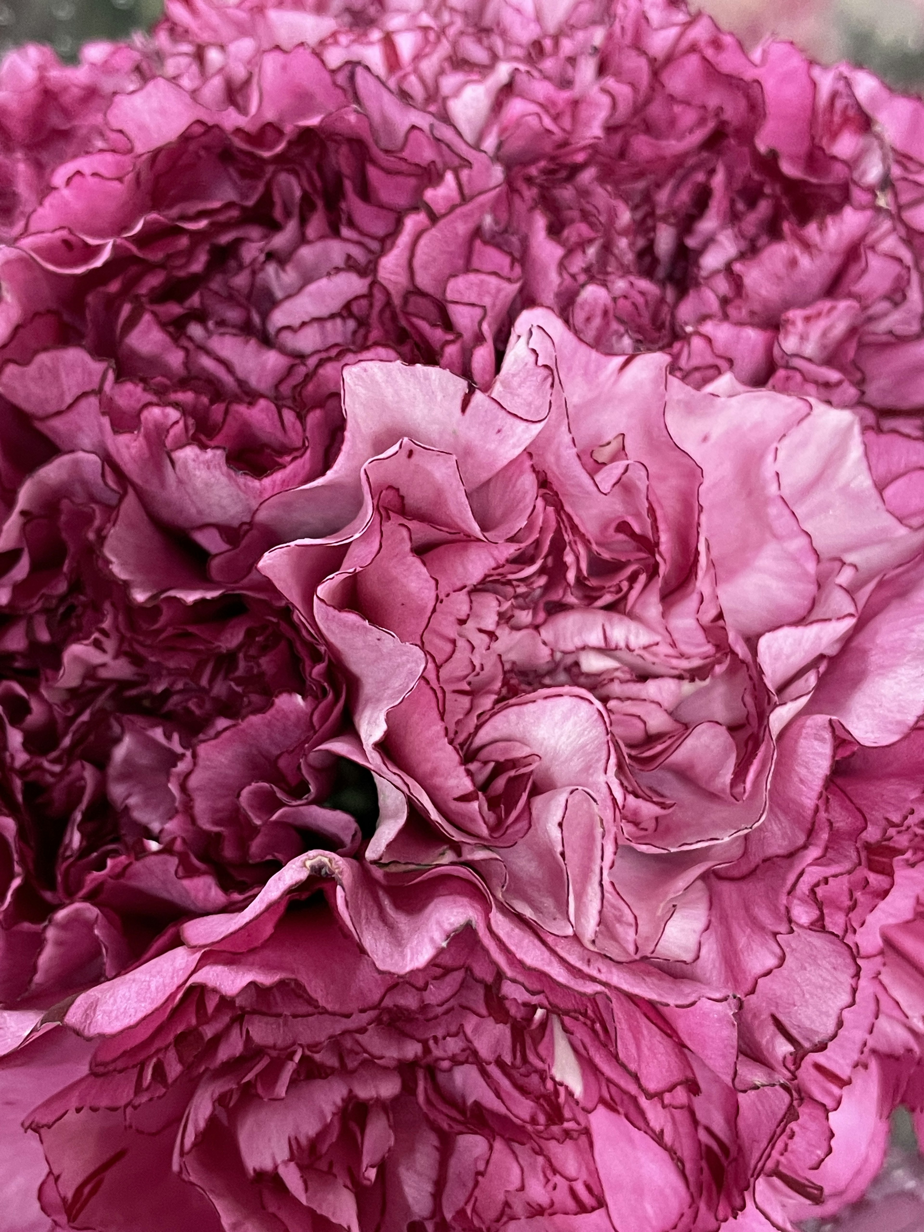 Gros plan d'une fleur de œillet rose avec des pétales superposés