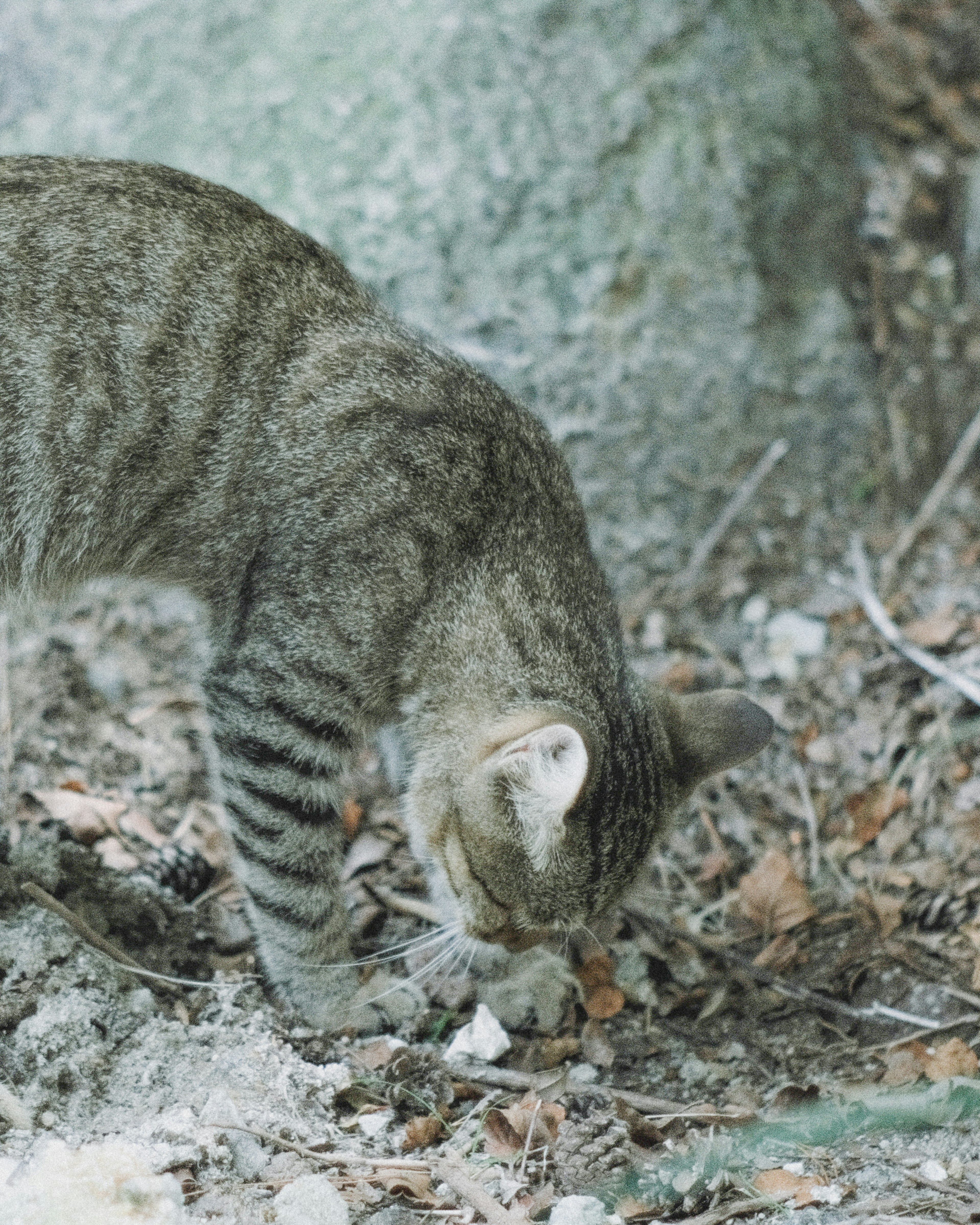 Striped cat digging in the dirt near a tree