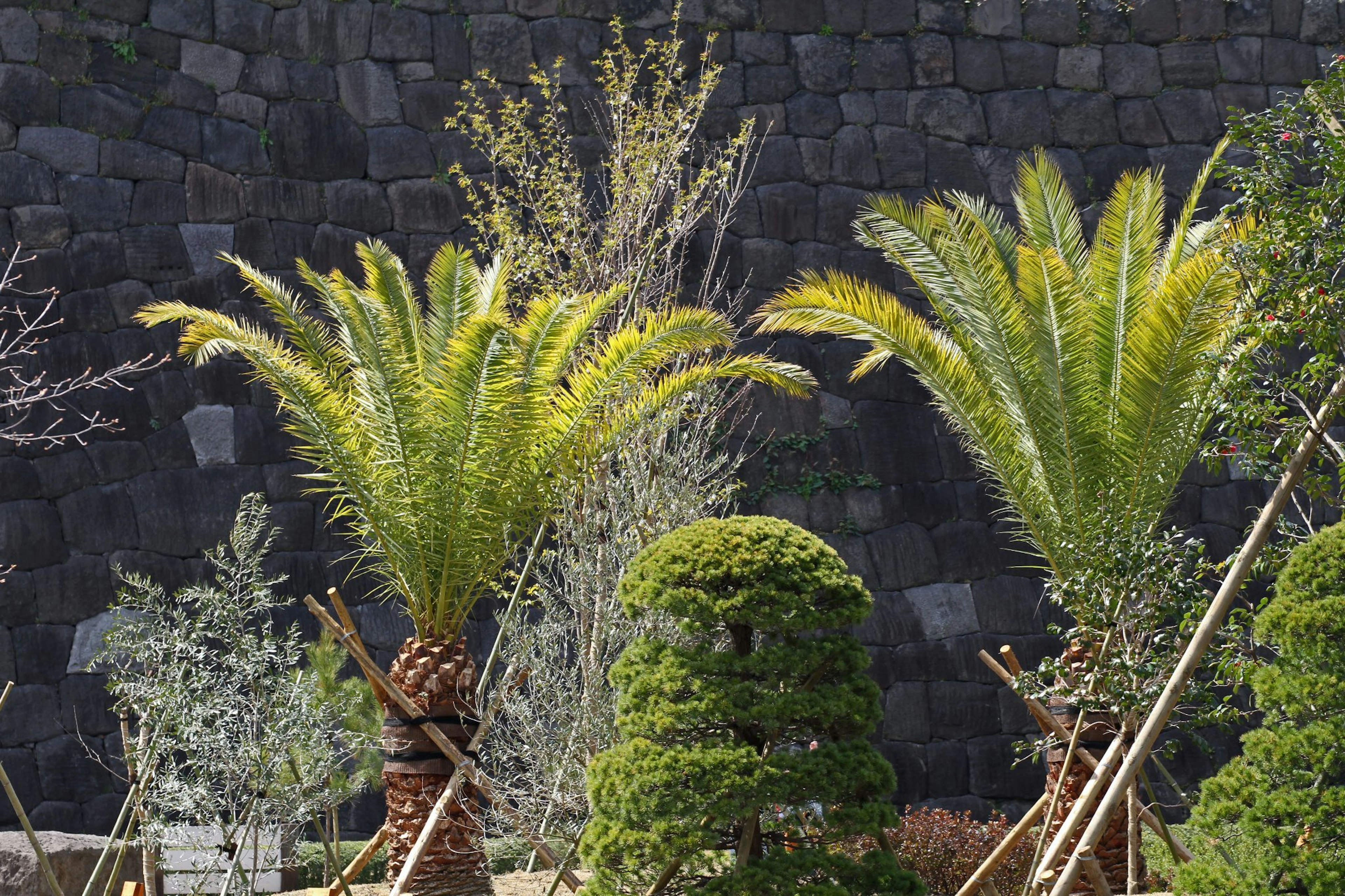 緑の葉を持つヤシの木と手入れされた庭の植栽