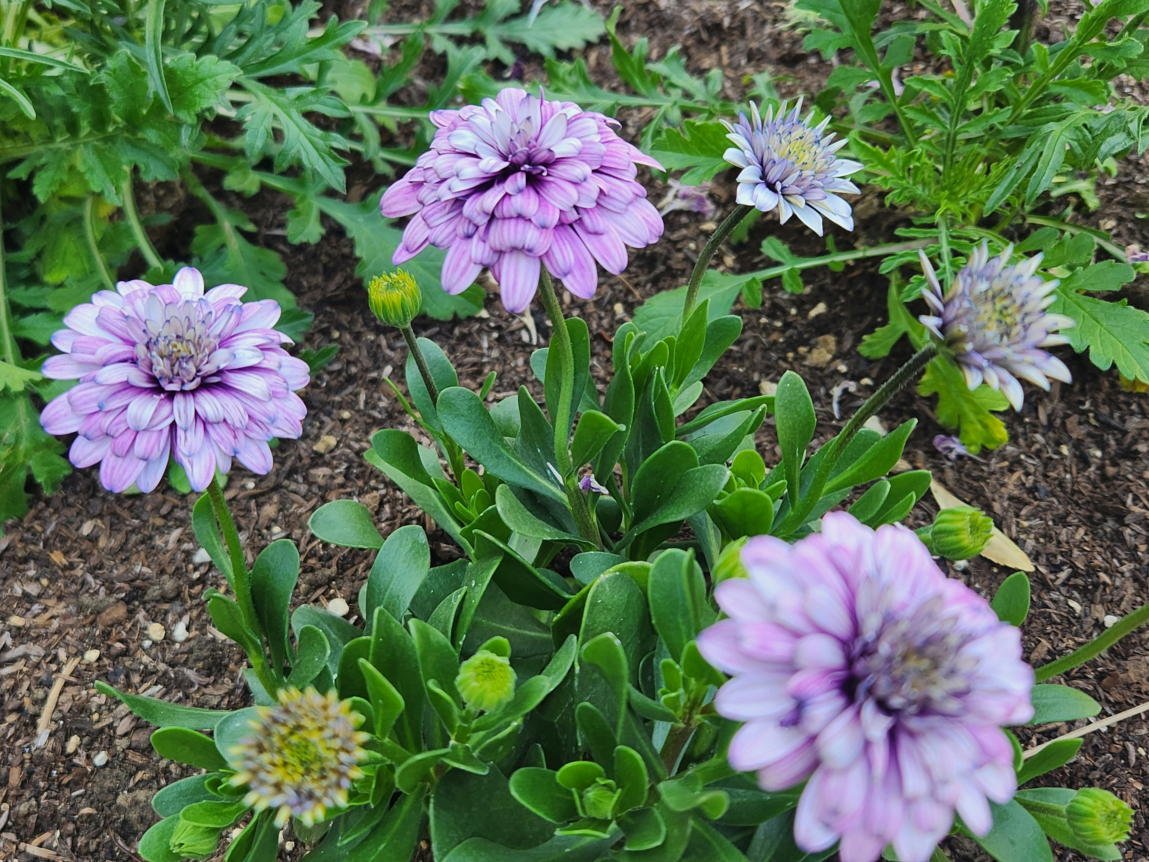 花园中紫色花朵和绿色叶子组合