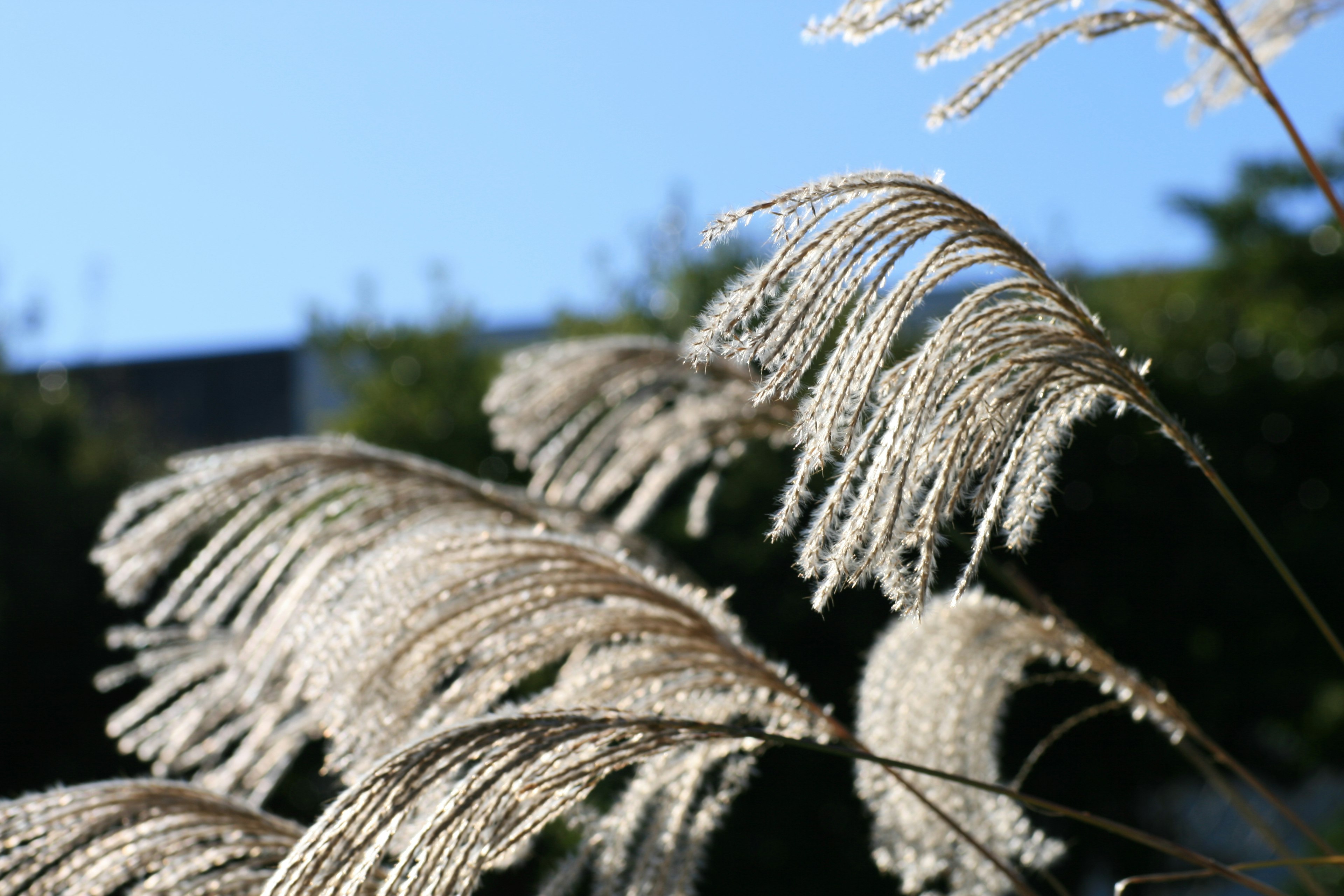 Nahaufnahme von Gras mit Ähren, die unter dem blauen Himmel schwanken