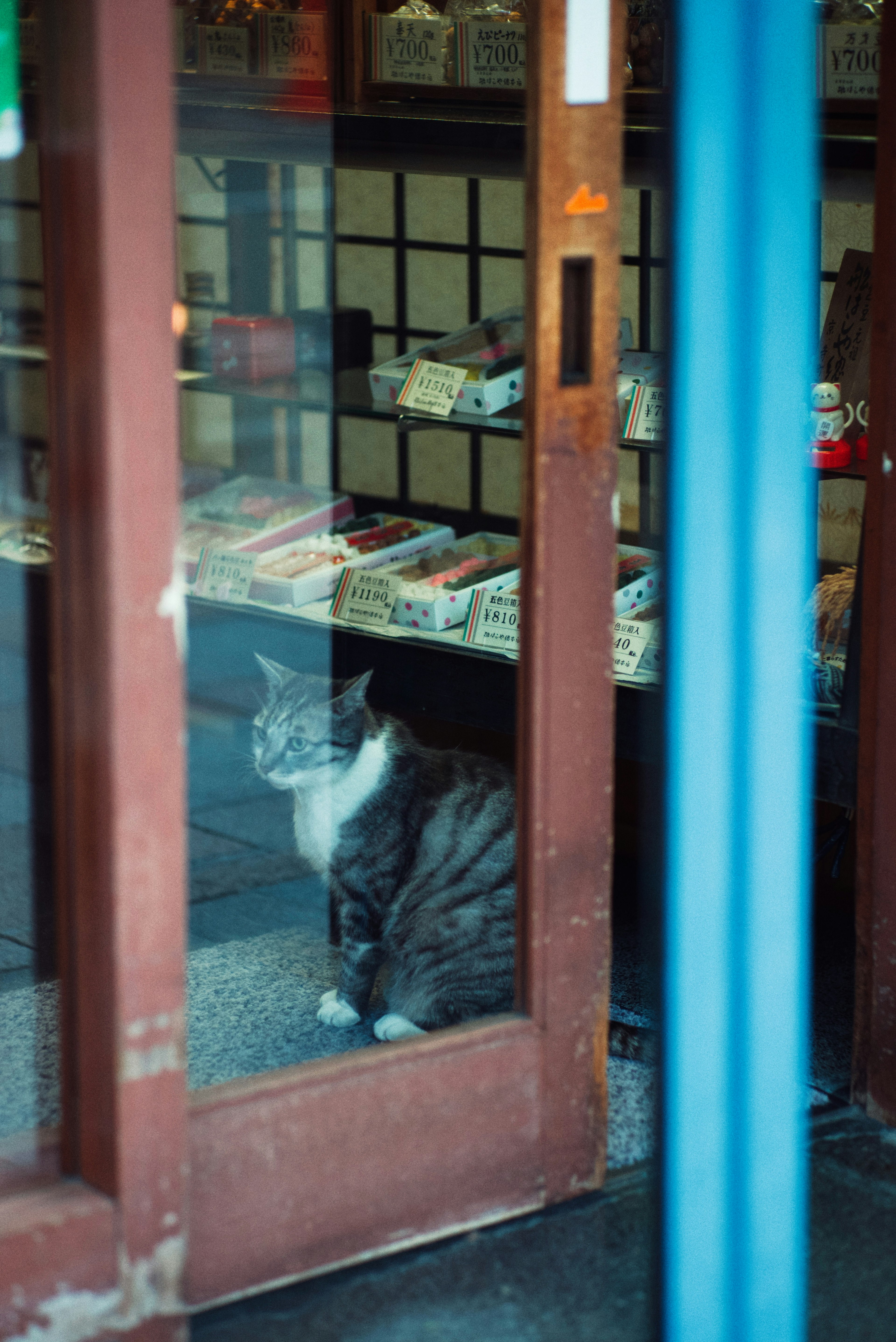 Eine graue Katze, die durch eine Glastür vor einem Geschäft zu sehen ist