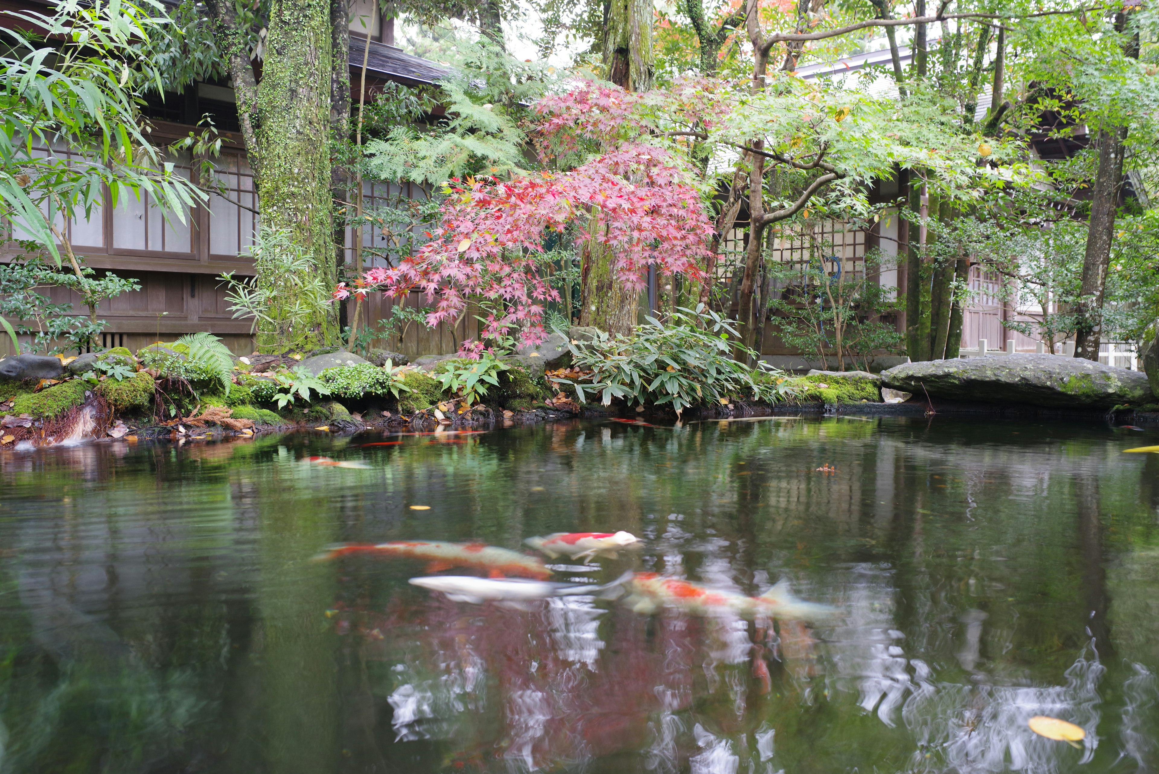 Koi nadando en un estanque rodeado de vegetación exuberante