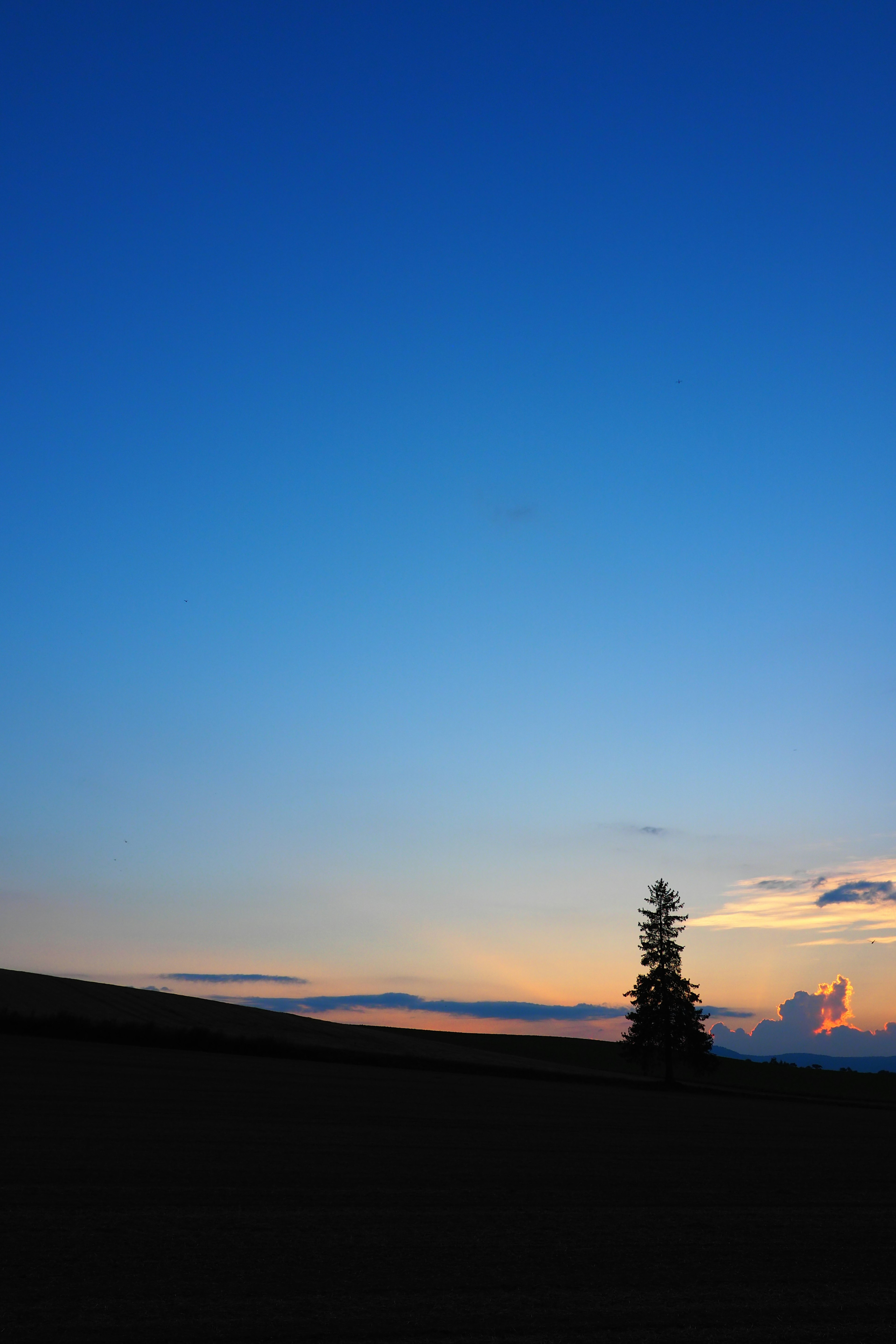 Schatten eines Baumes vor blauem Himmel und Sonnenuntergang