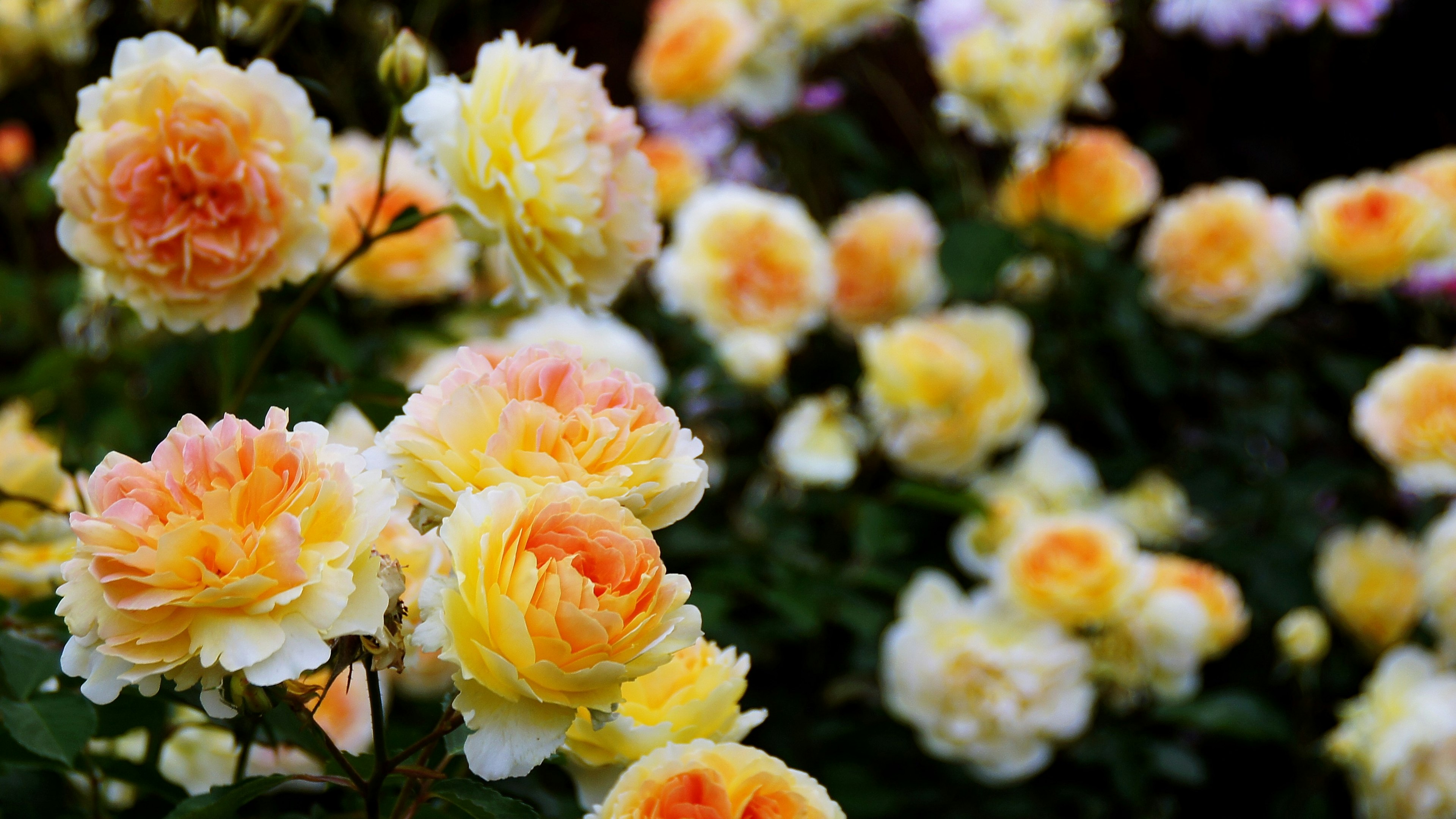 Un beau jardin rempli de roses en fleurs colorées