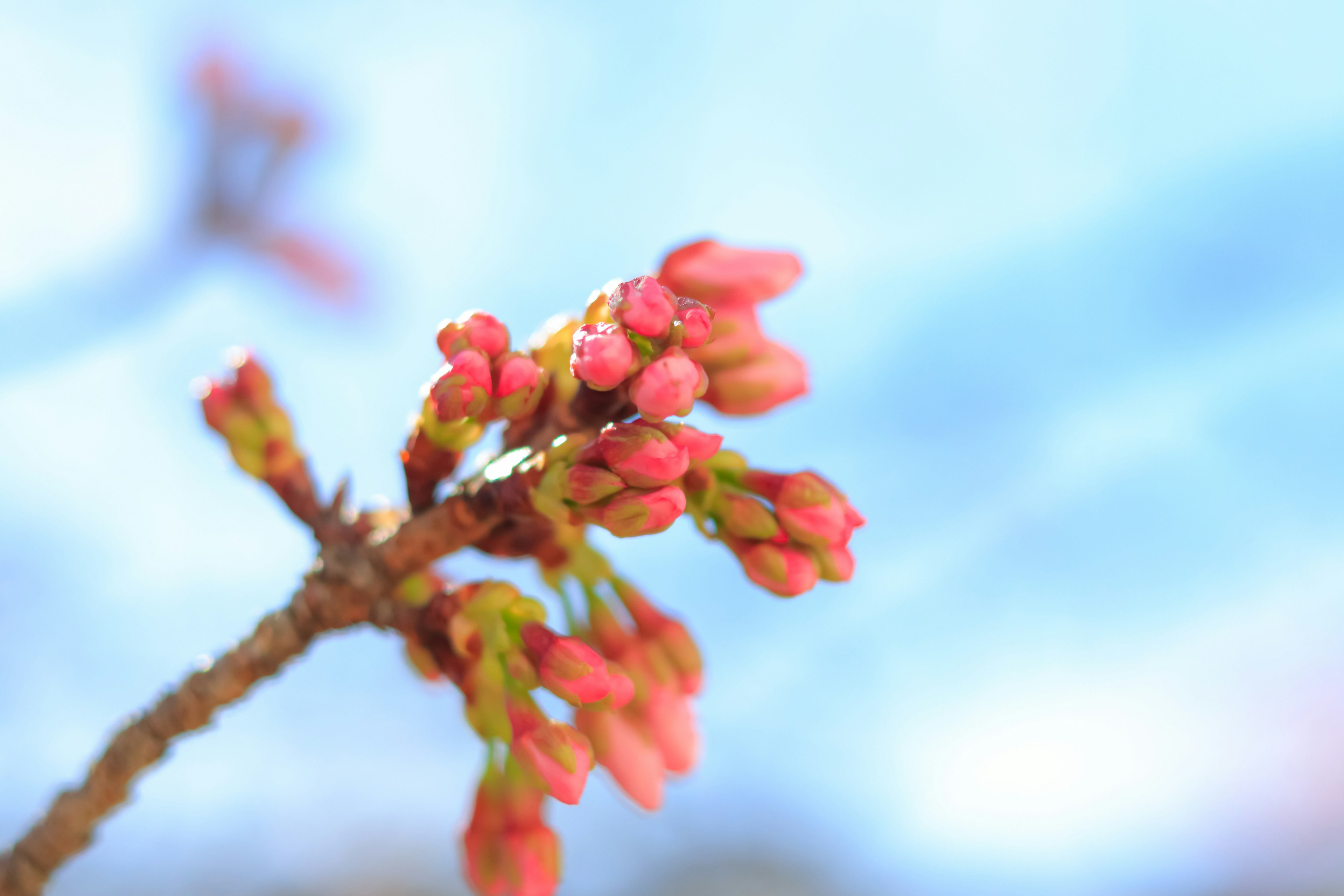 Buds bunga sakura bersiap mekar di latar belakang langit biru