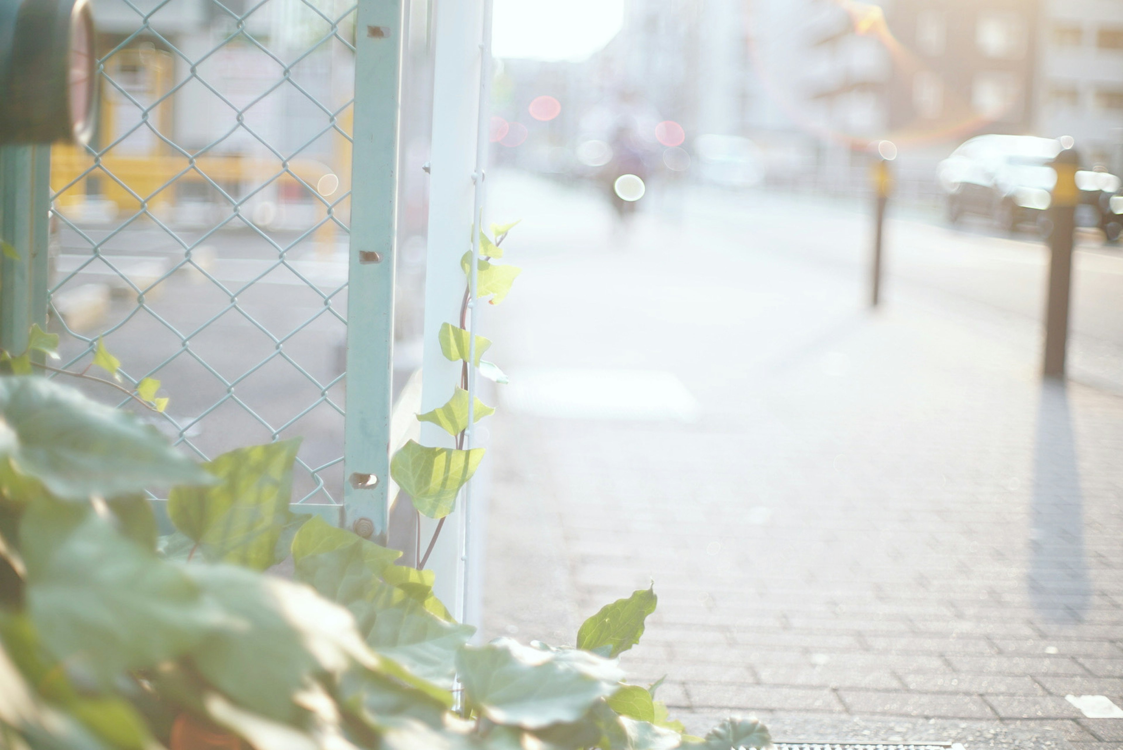 Green plants growing beside a fence on a sunlit street