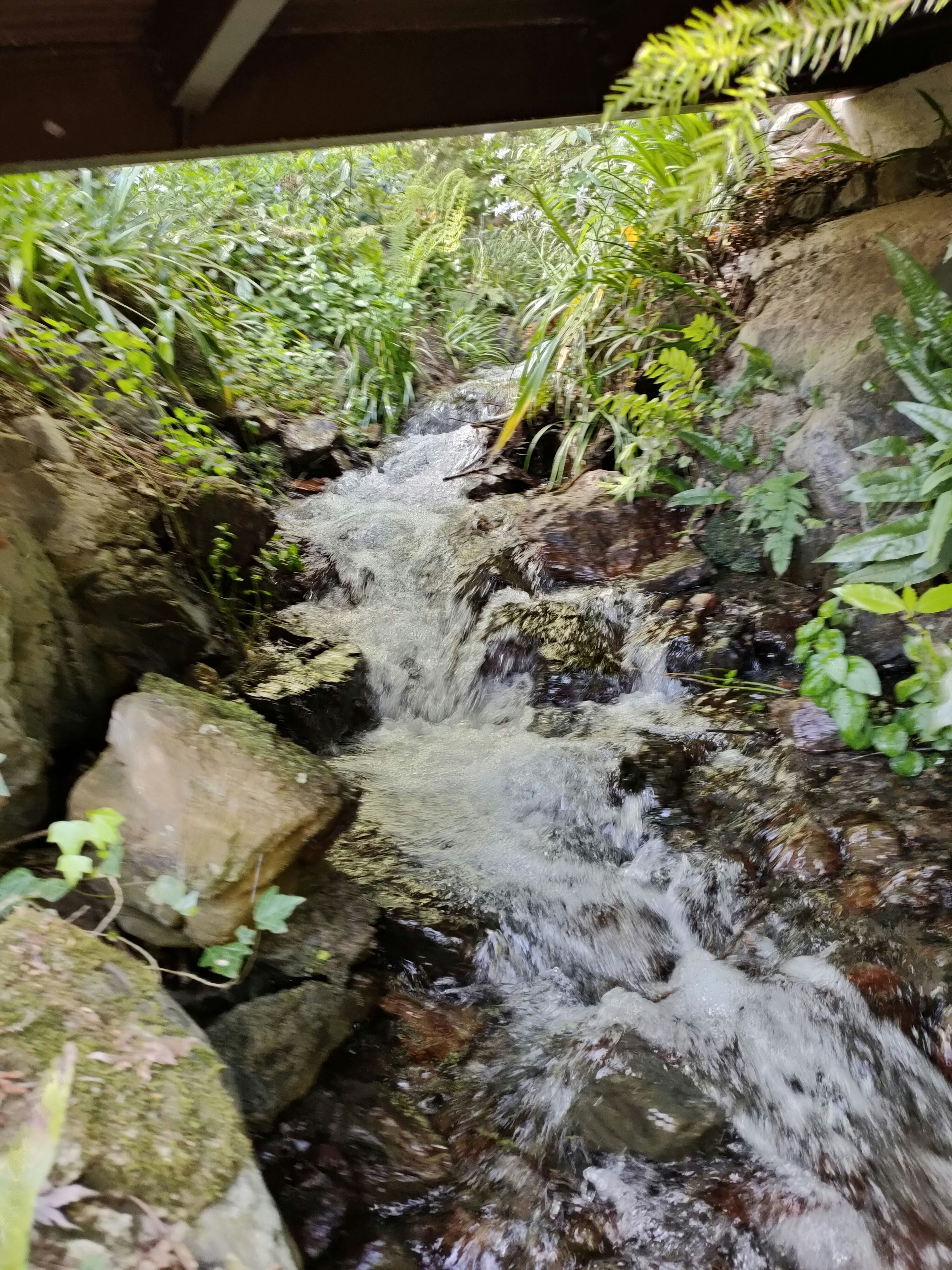 A tranquil stream flowing through lush greenery with rocks