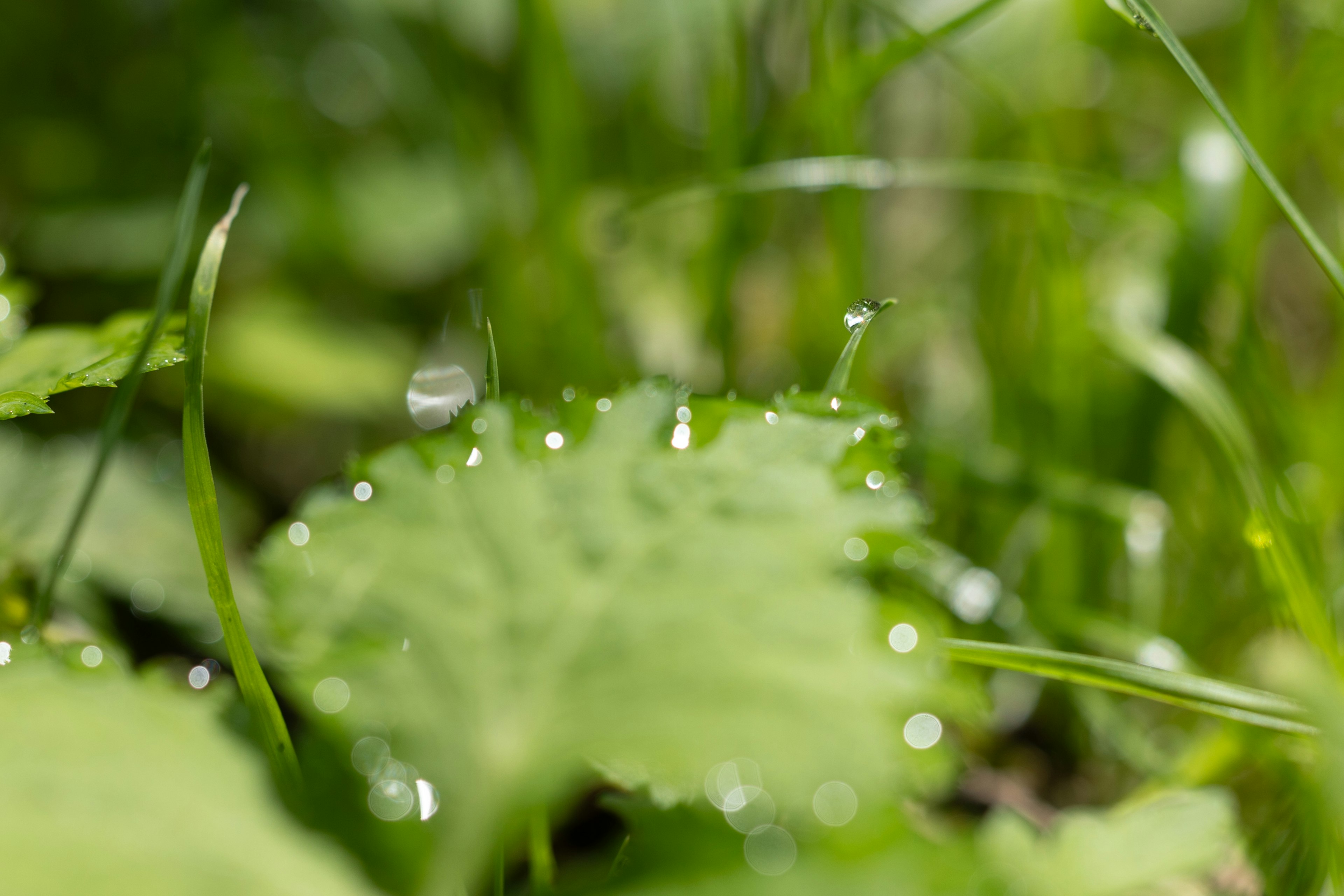 露の水滴が葉の上に輝く緑の草地