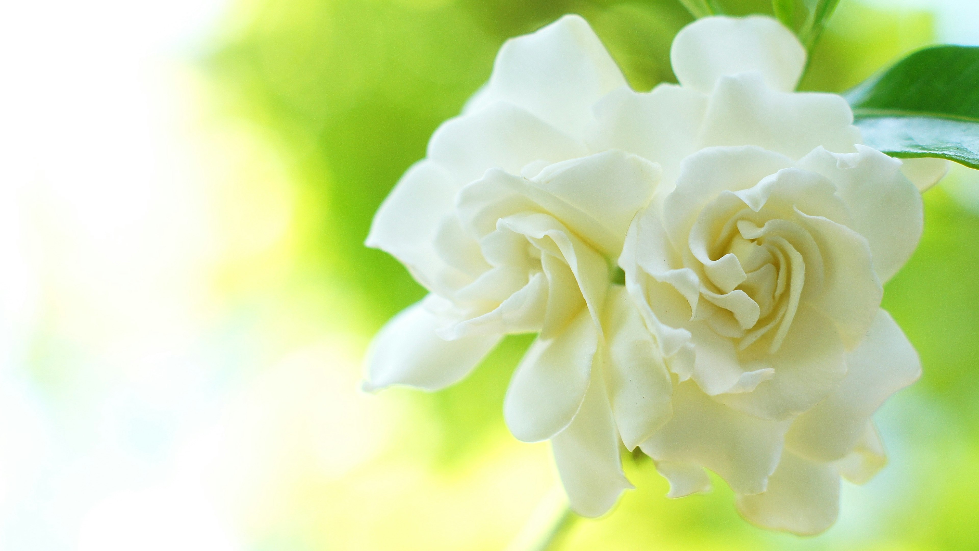 Close-up of beautiful white gardenia flowers with a soft green background