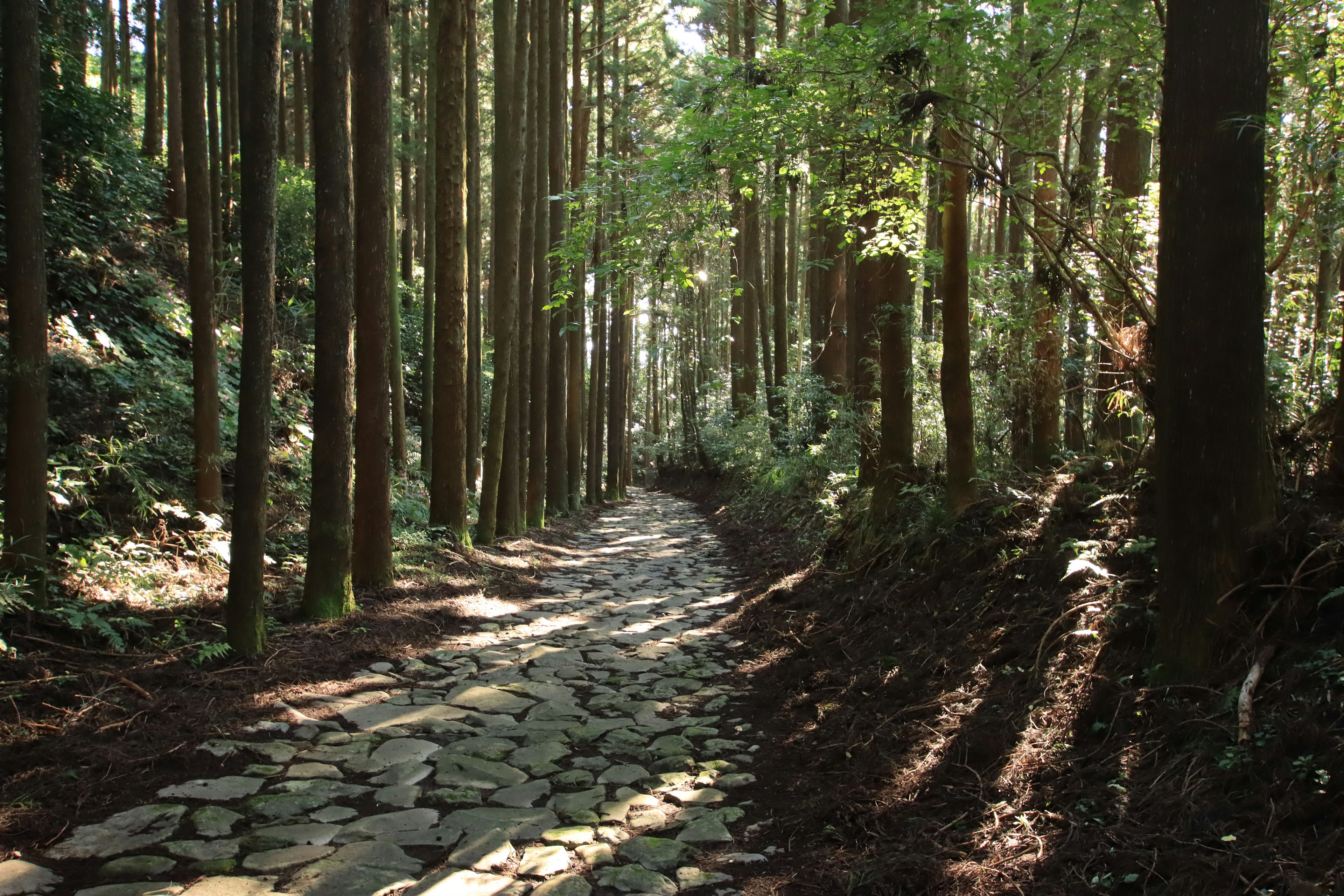 Ein ruhiger Steinweg, der sich durch einen üppigen Wald schlängelt