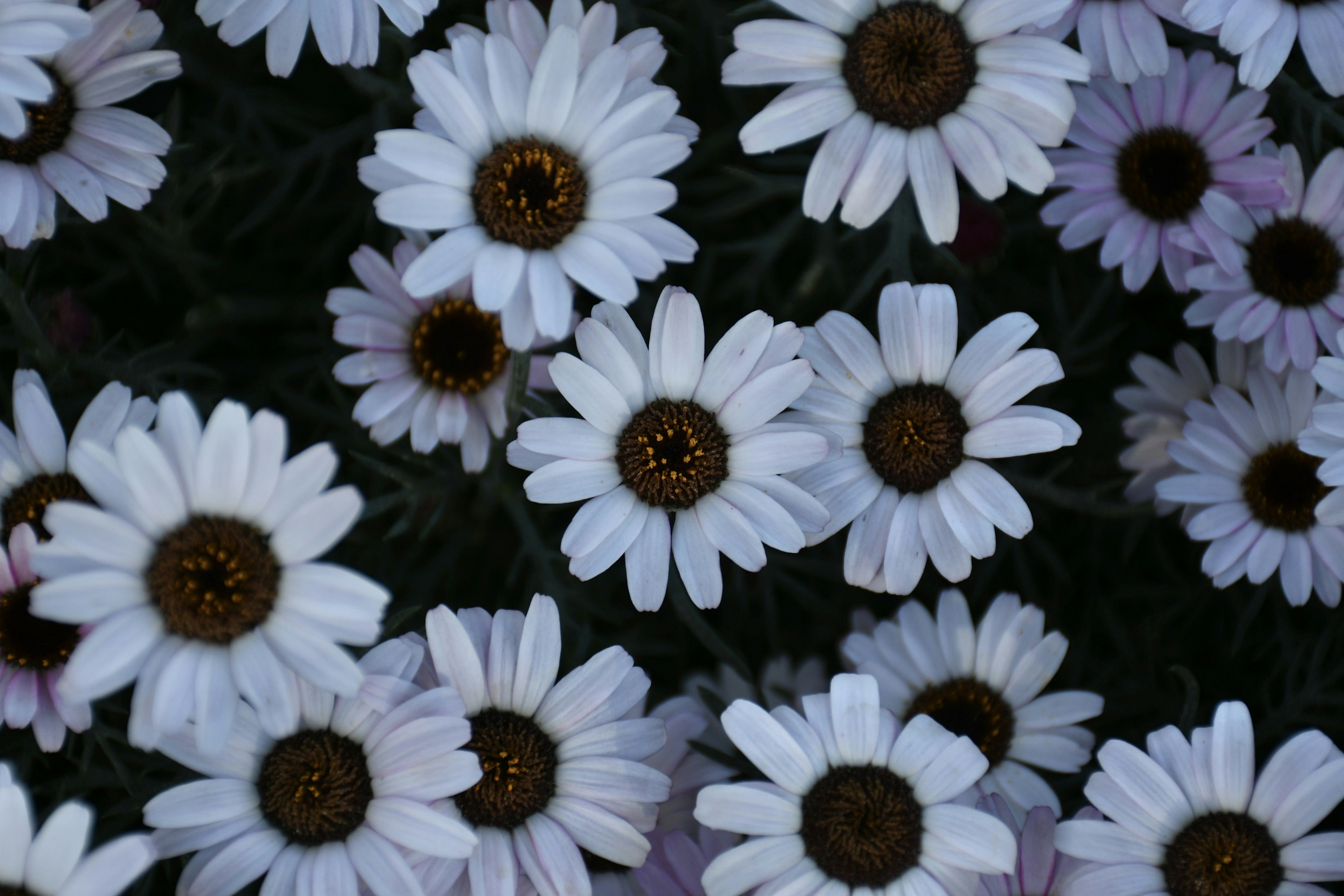 Kedekatan bunga daisy dengan kelopak putih dan pusat coklat