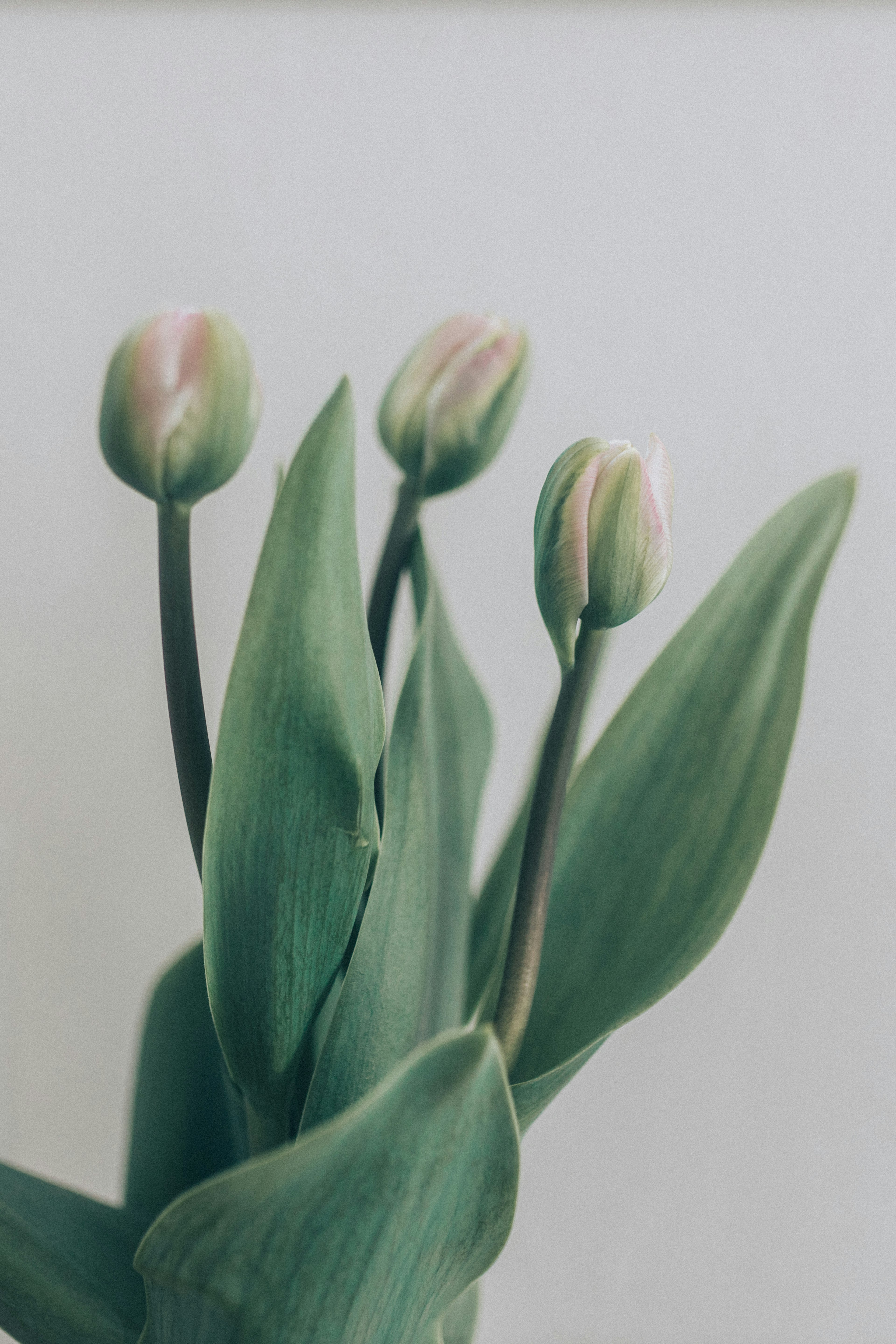 Un ramo de botones de tulipán con hojas verdes