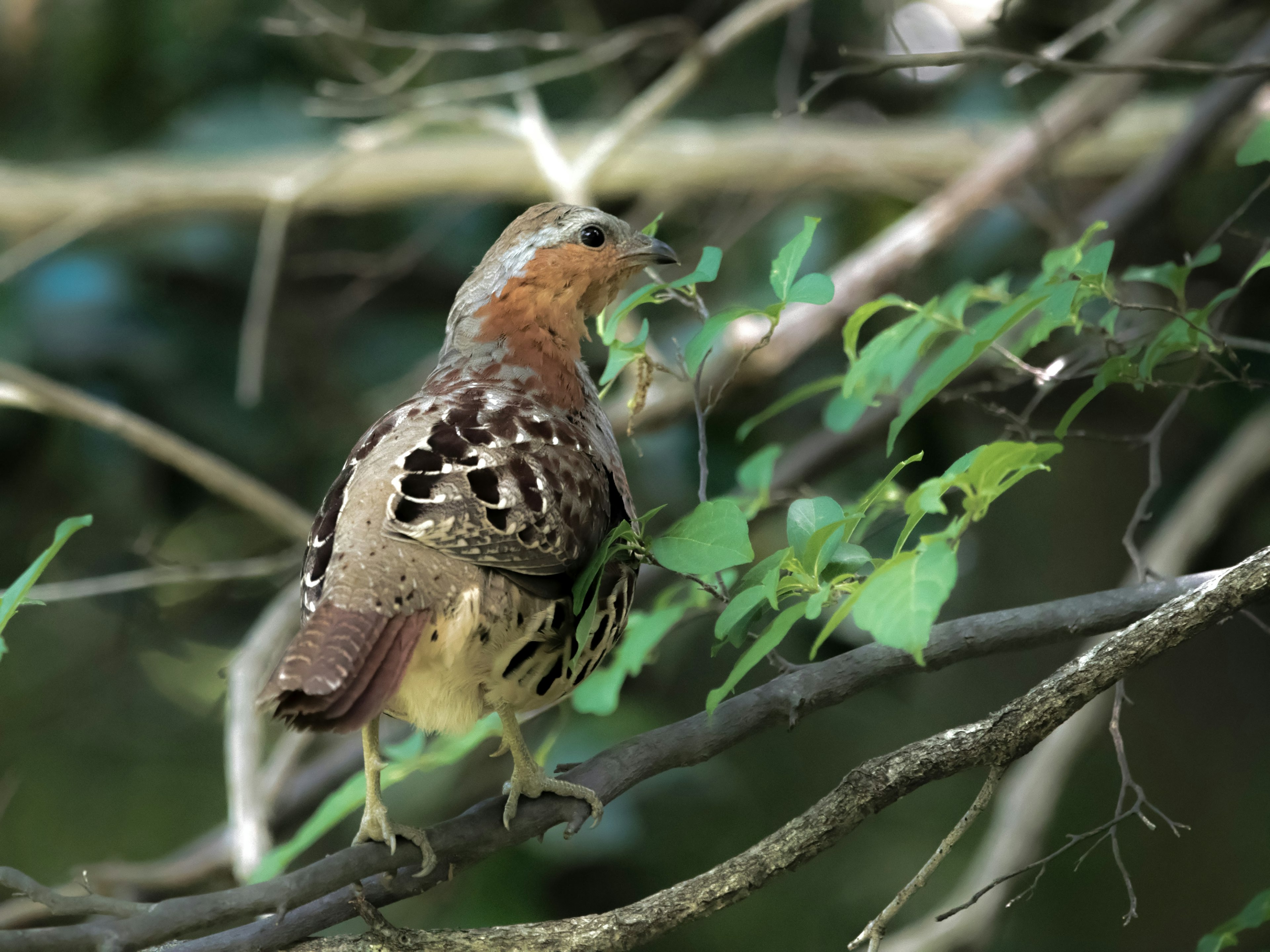 Ein Vogel, der auf einem Ast sitzt, mit grünen Blättern im Hintergrund