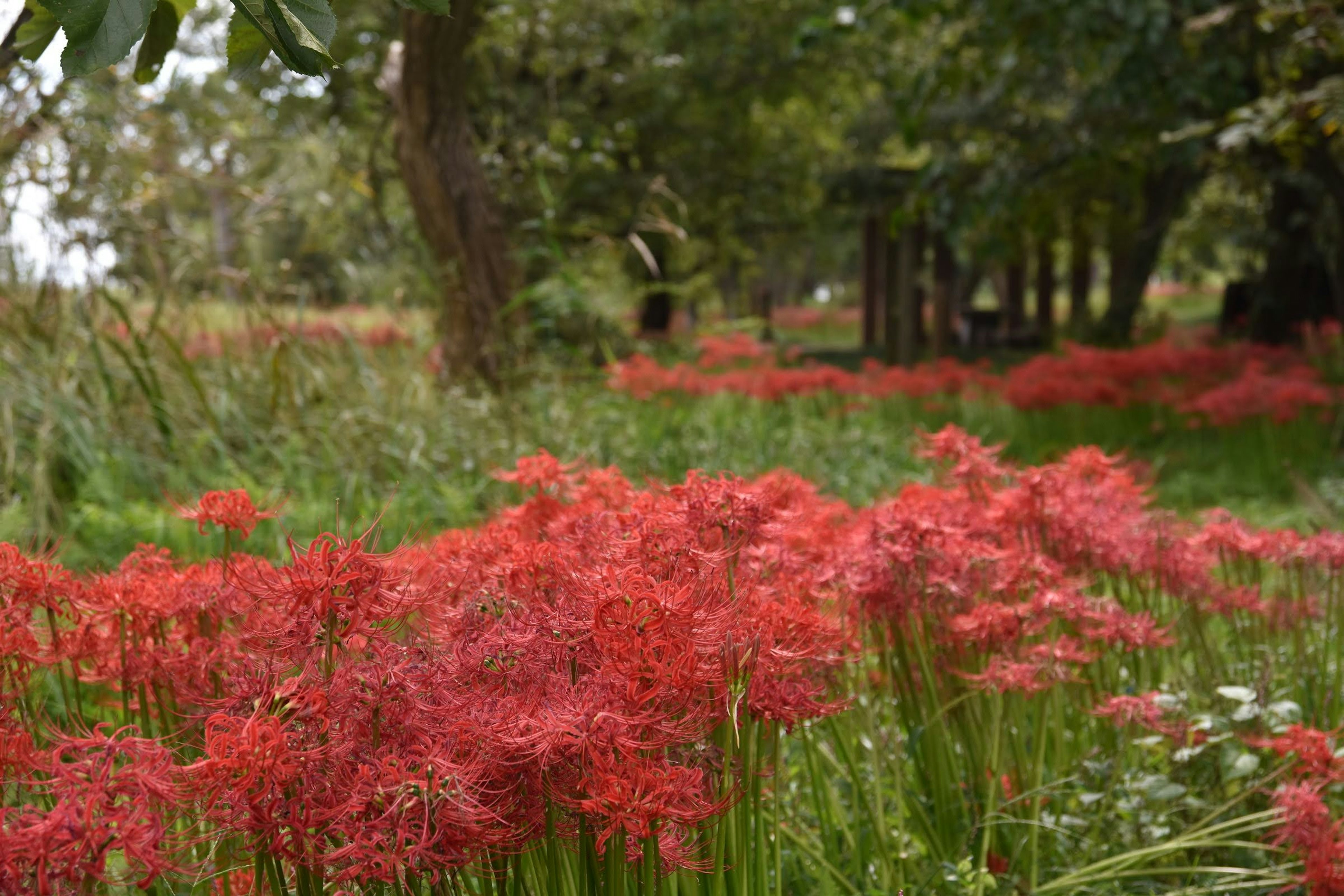 A field of red spider lilies surrounded by green grass and trees