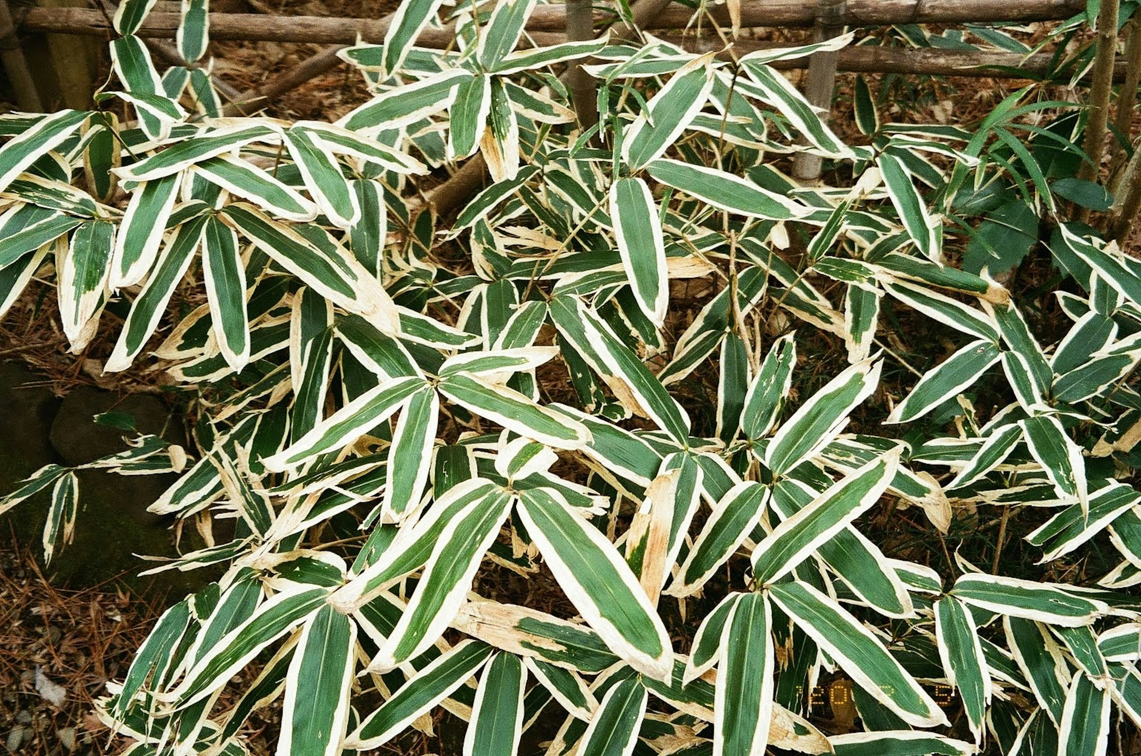 Kumpulan daun hijau dengan tepi putih