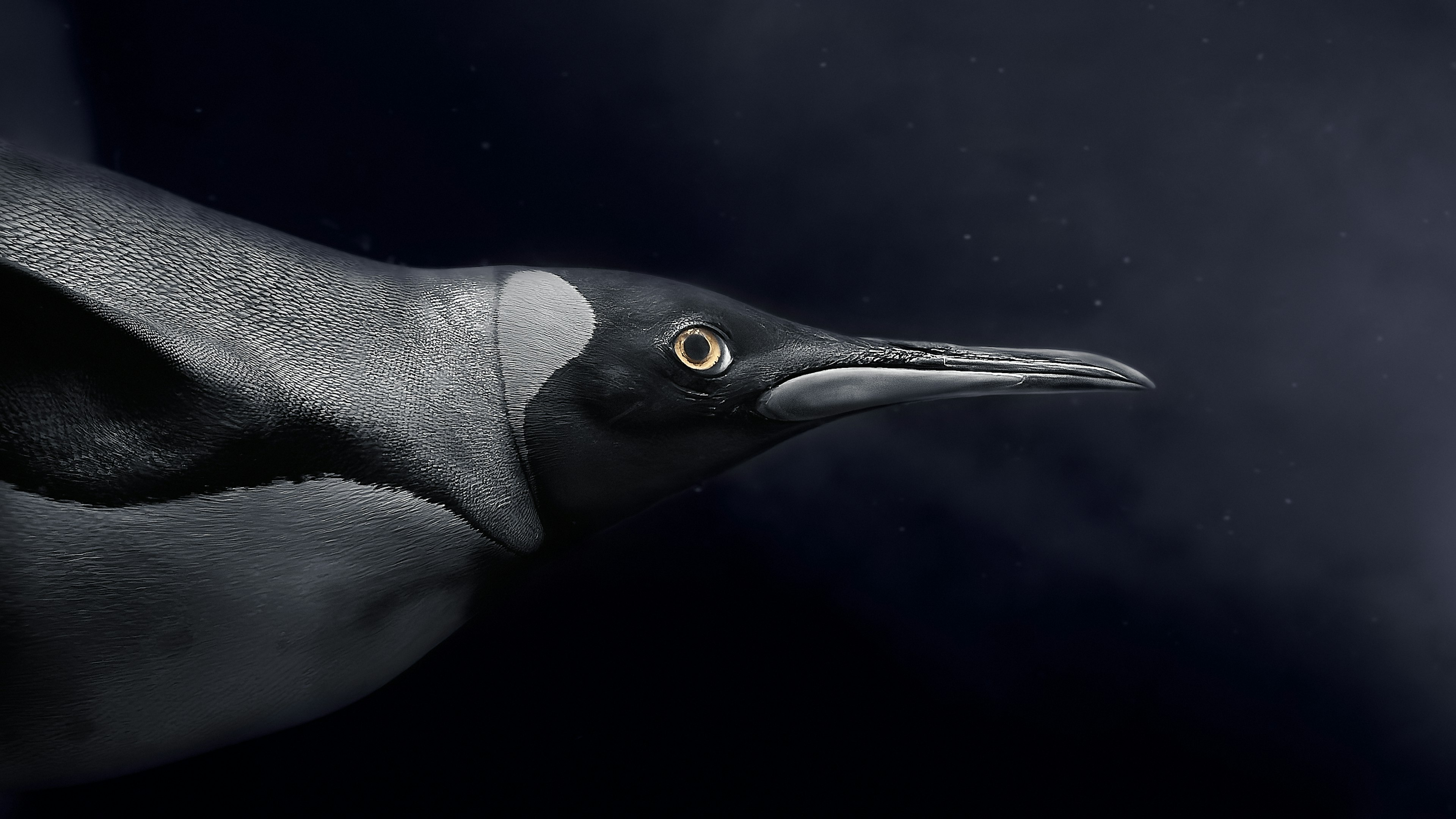 黒い背景の中で泳ぐペンギンの横顔