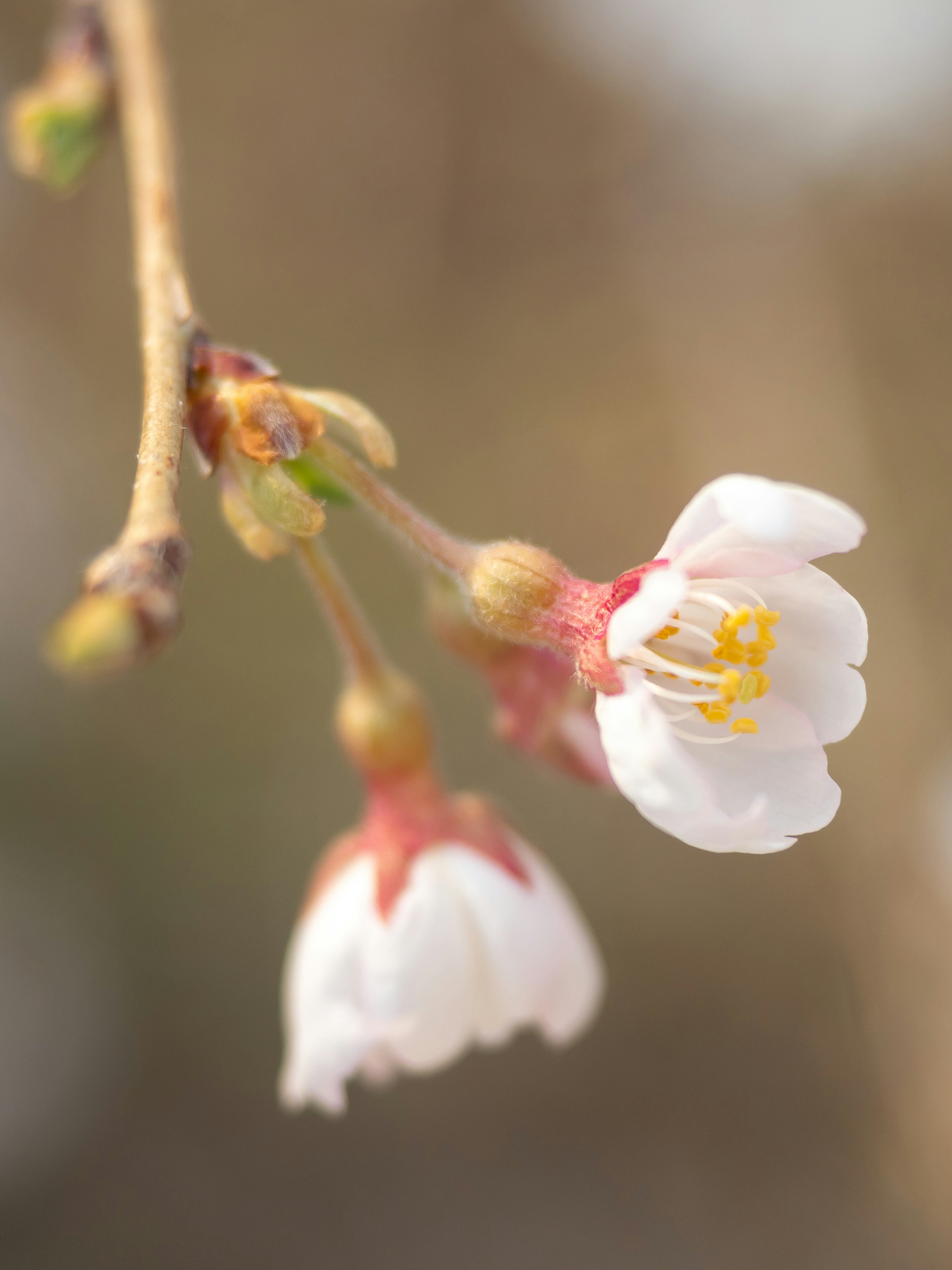 Primo piano di fiori di ciliegio con petali bianchi e stami rossi