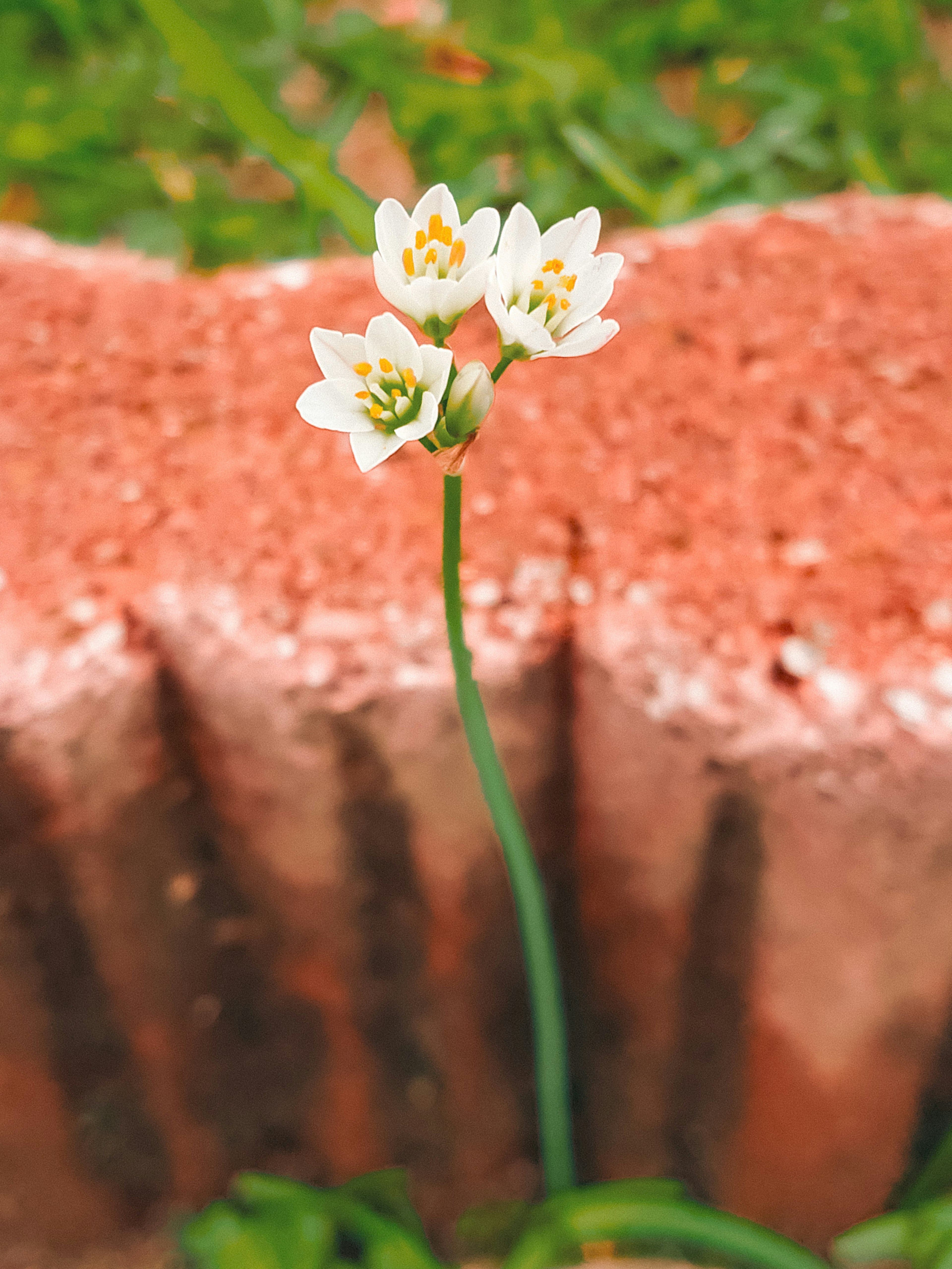 A cluster of white flowers blooming in green grass next to a red brick