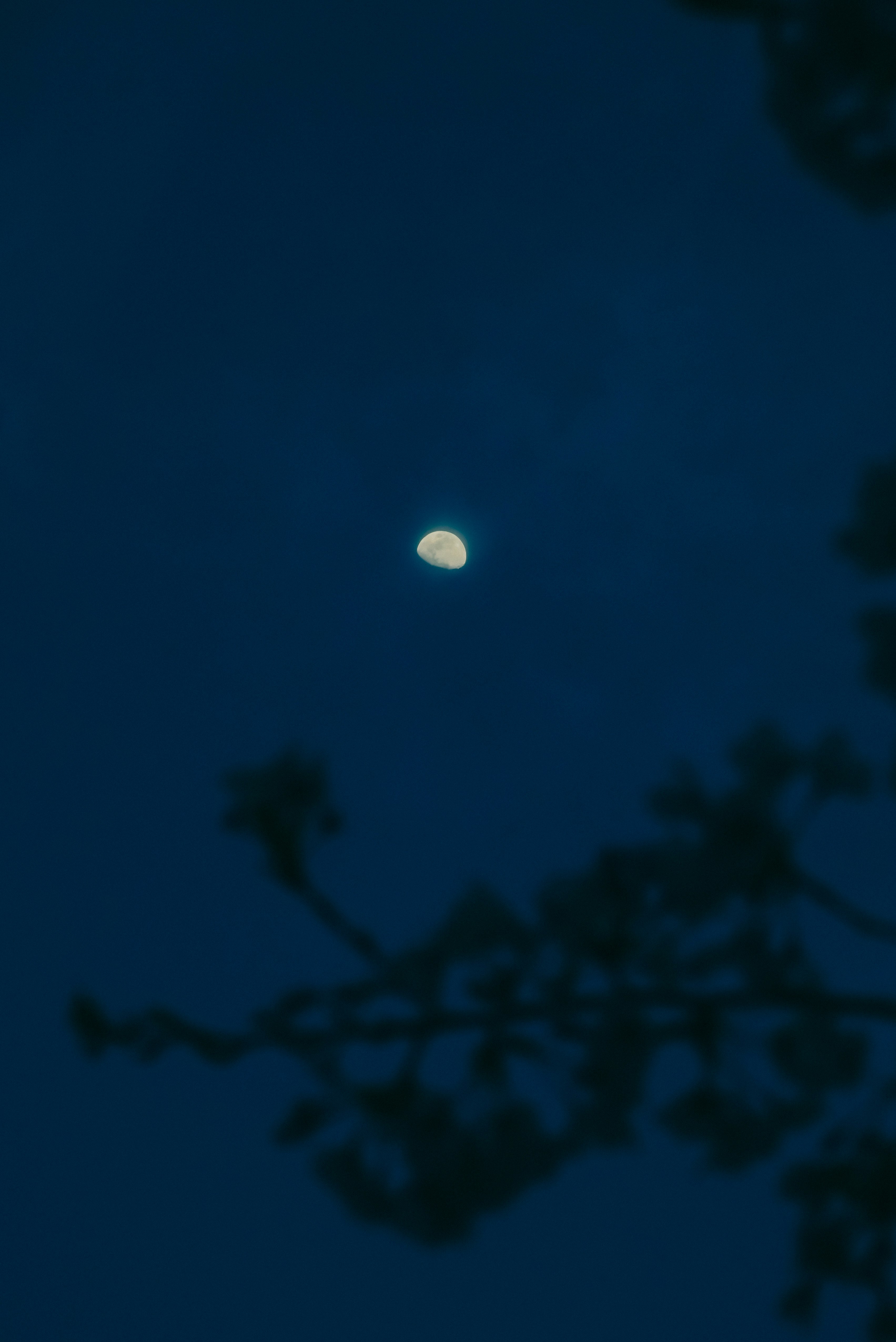 夜空中的半月與樹的輪廓