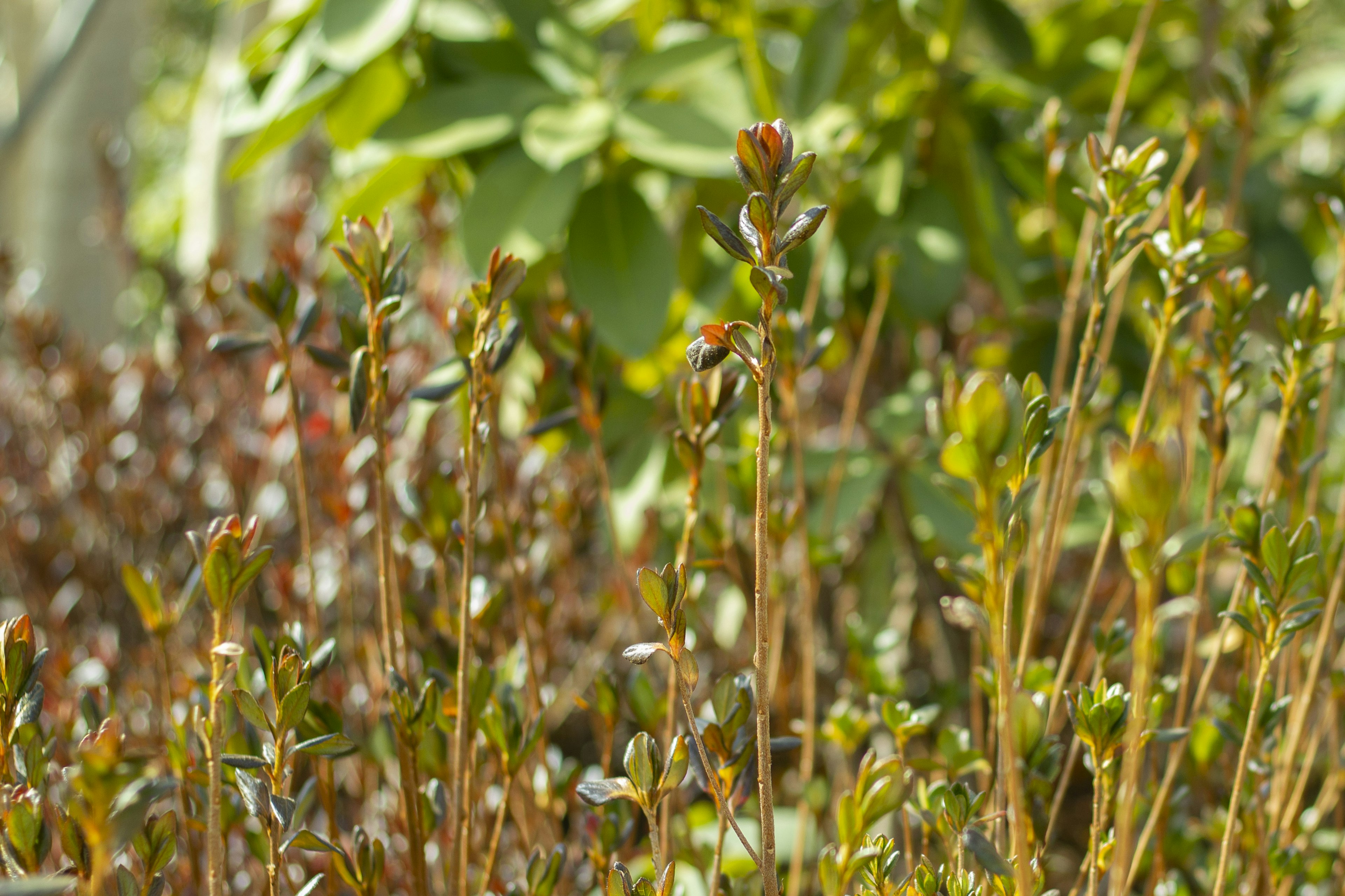 Gros plan de plantes avec des feuilles vertes et des tiges brunes