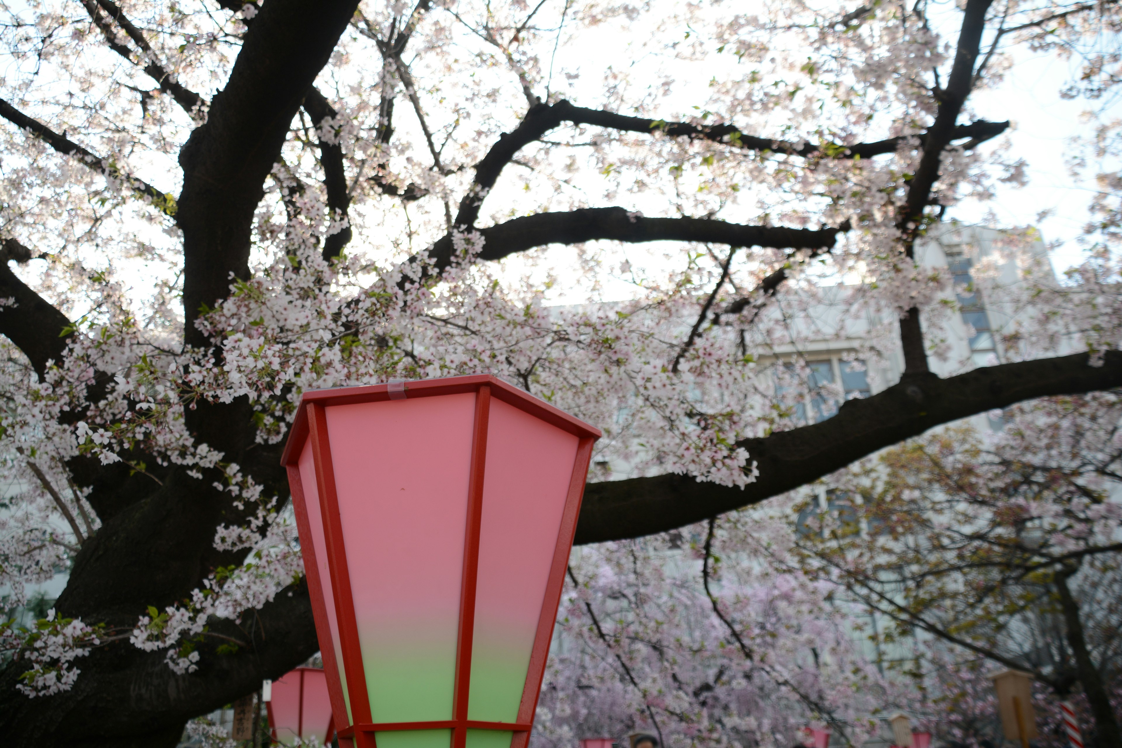 桜の花が咲く木とカラフルな提灯の風景