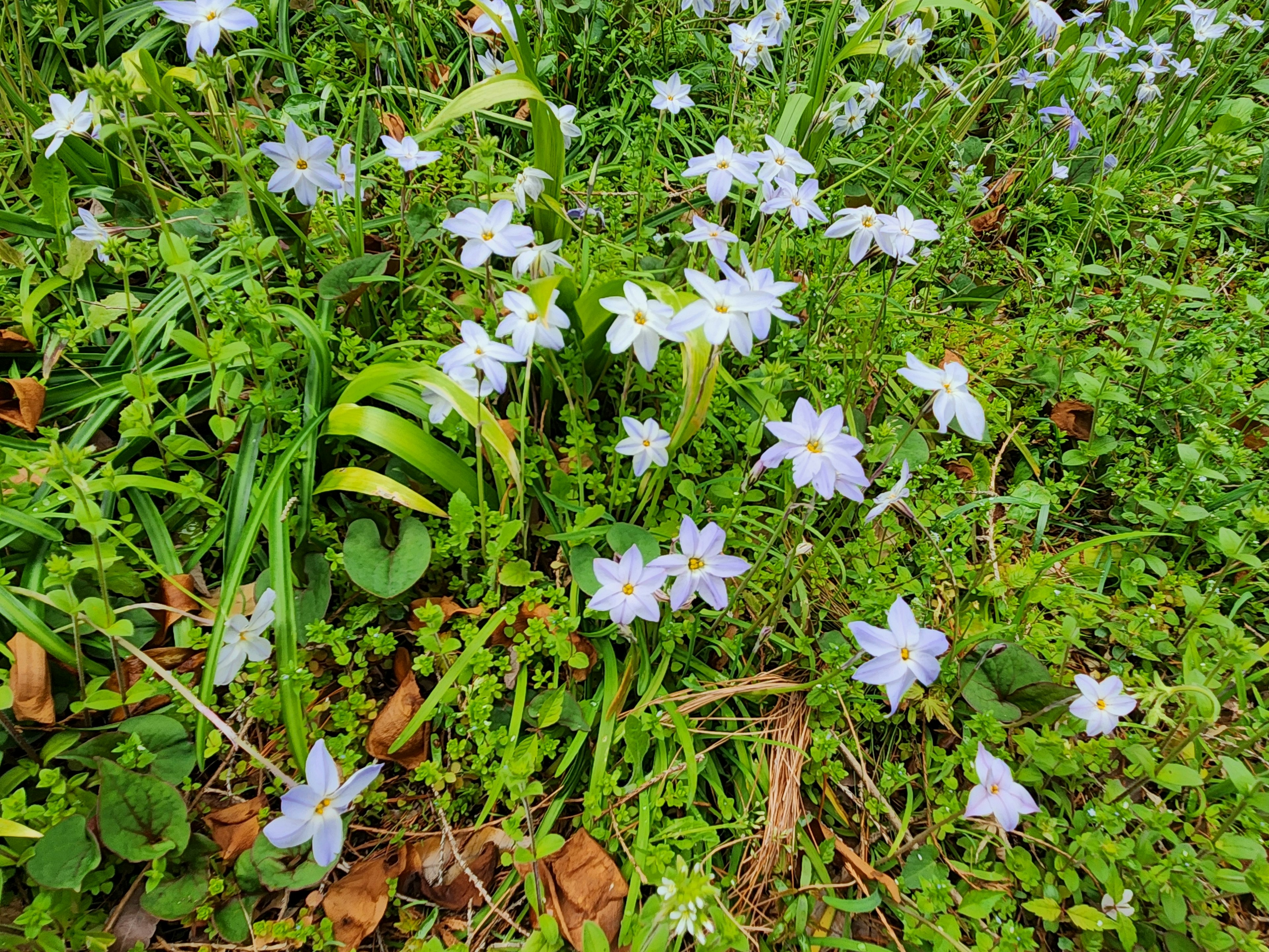 Ein Haufen hellblauer Blumen, die im grünen Gras wachsen