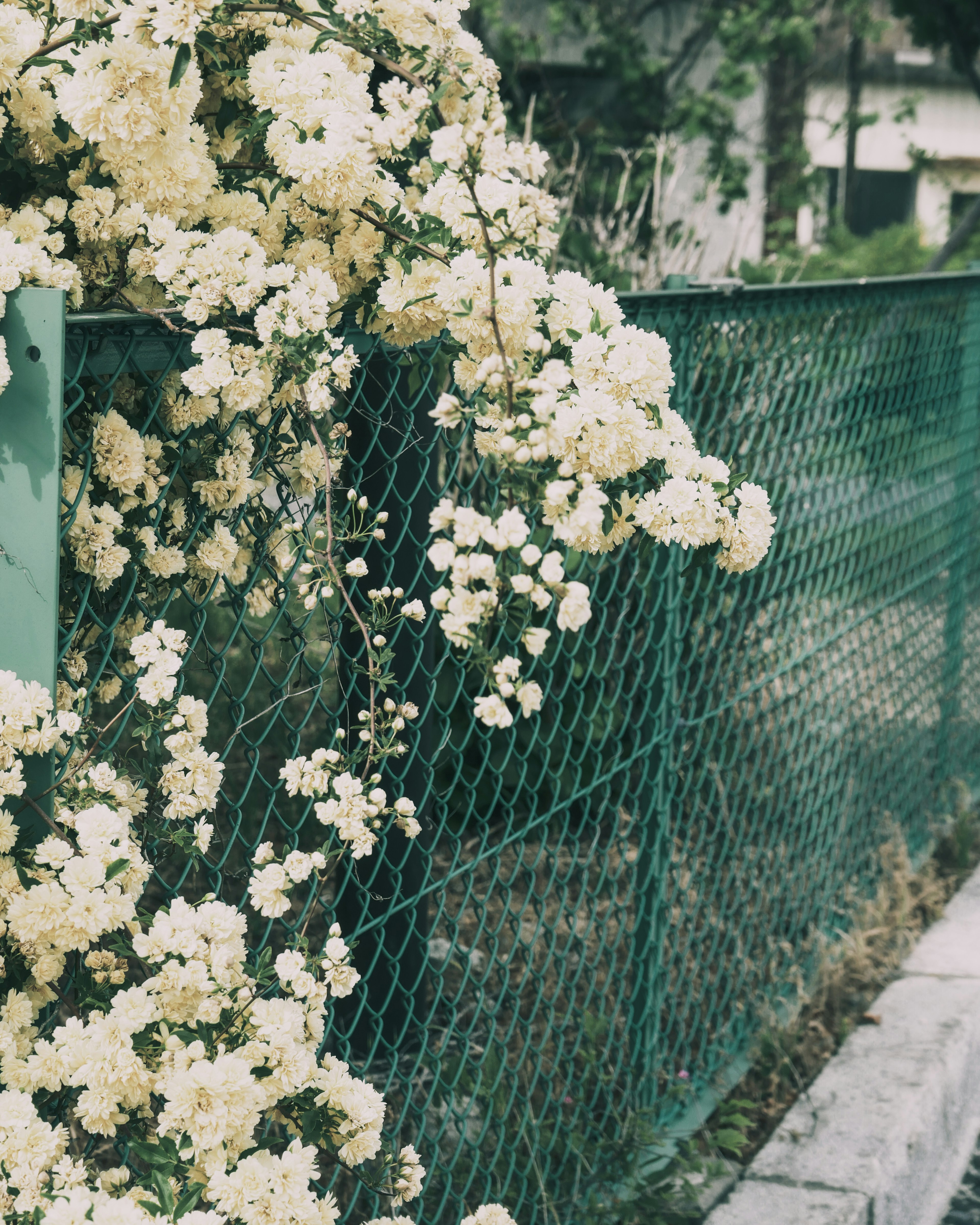 White flowering vines cascading over a green fence