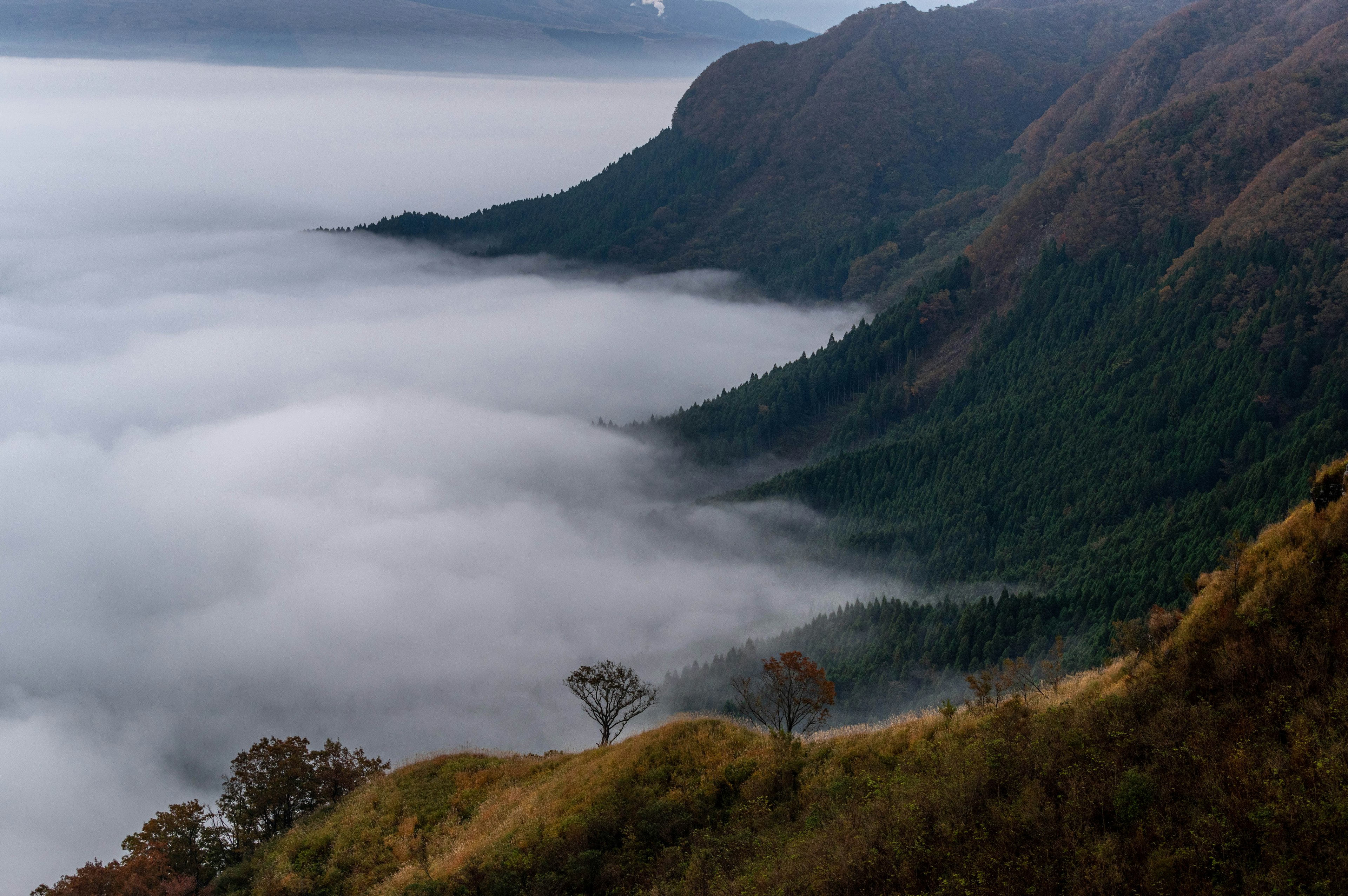 Vallée embrumée avec des nuages bas et des forêts vertes