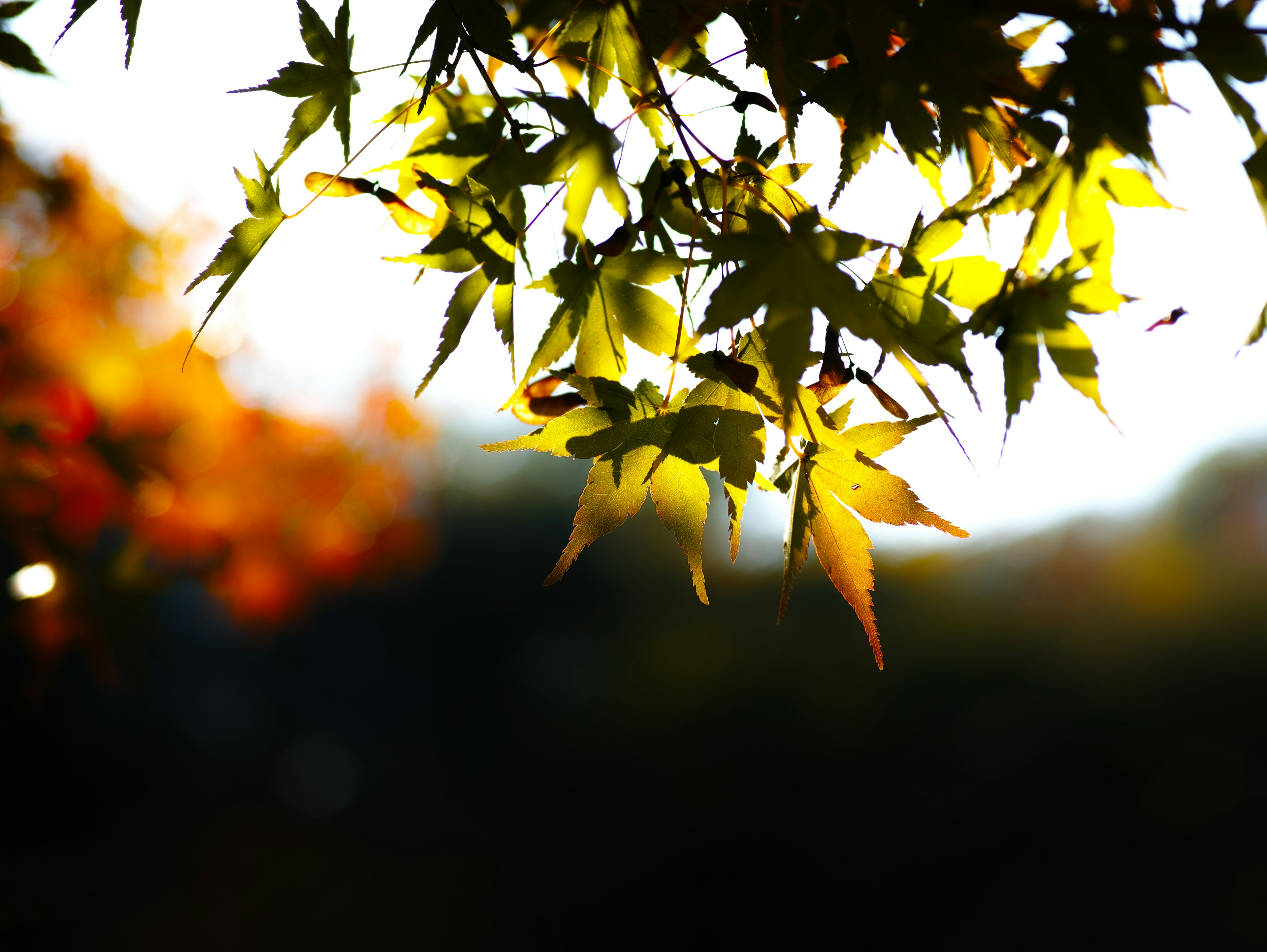 Colorful leaves illuminated by sunlight in an autumn scene