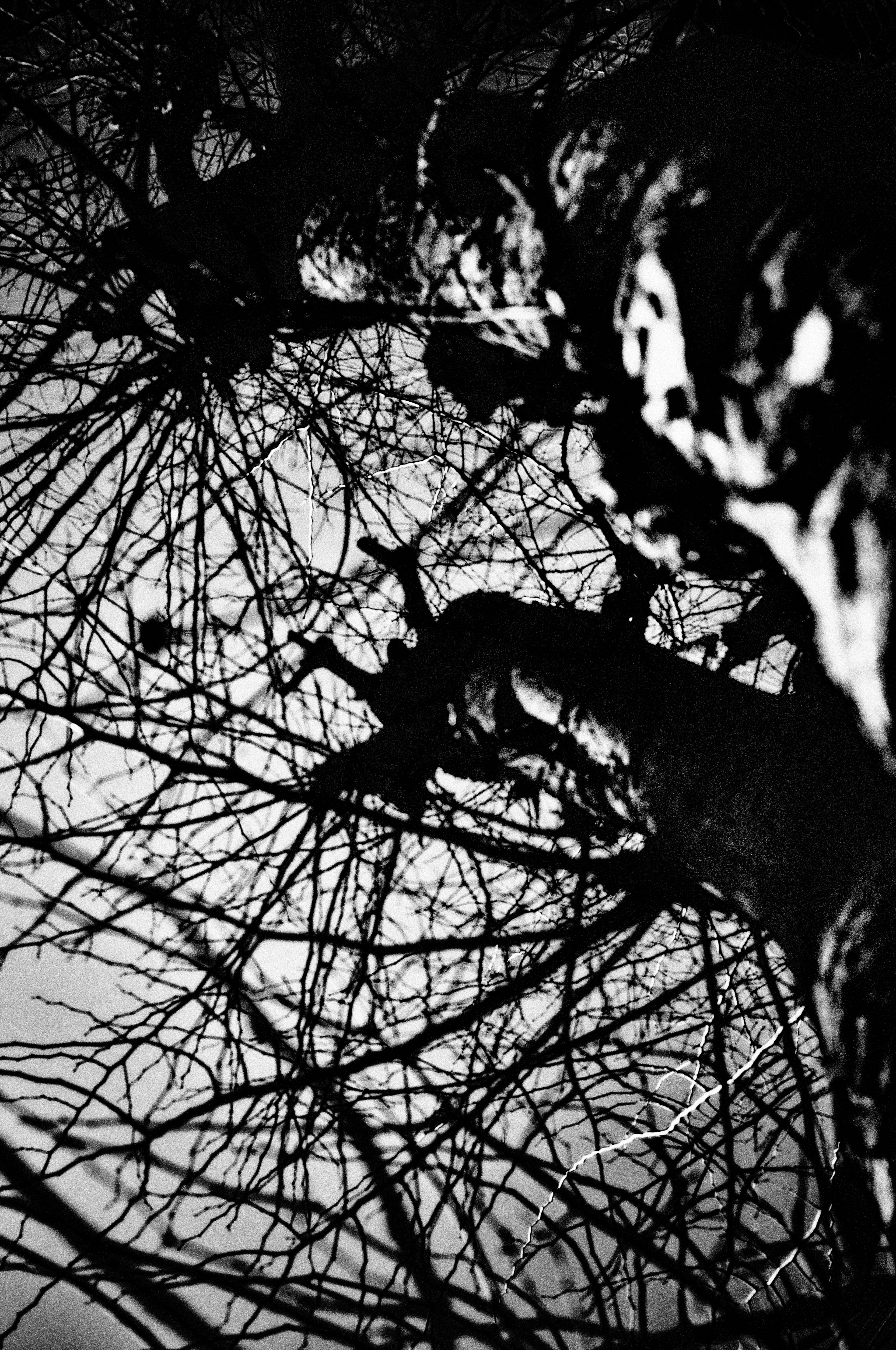 Silhouette de branches d'arbre sur fond sombre