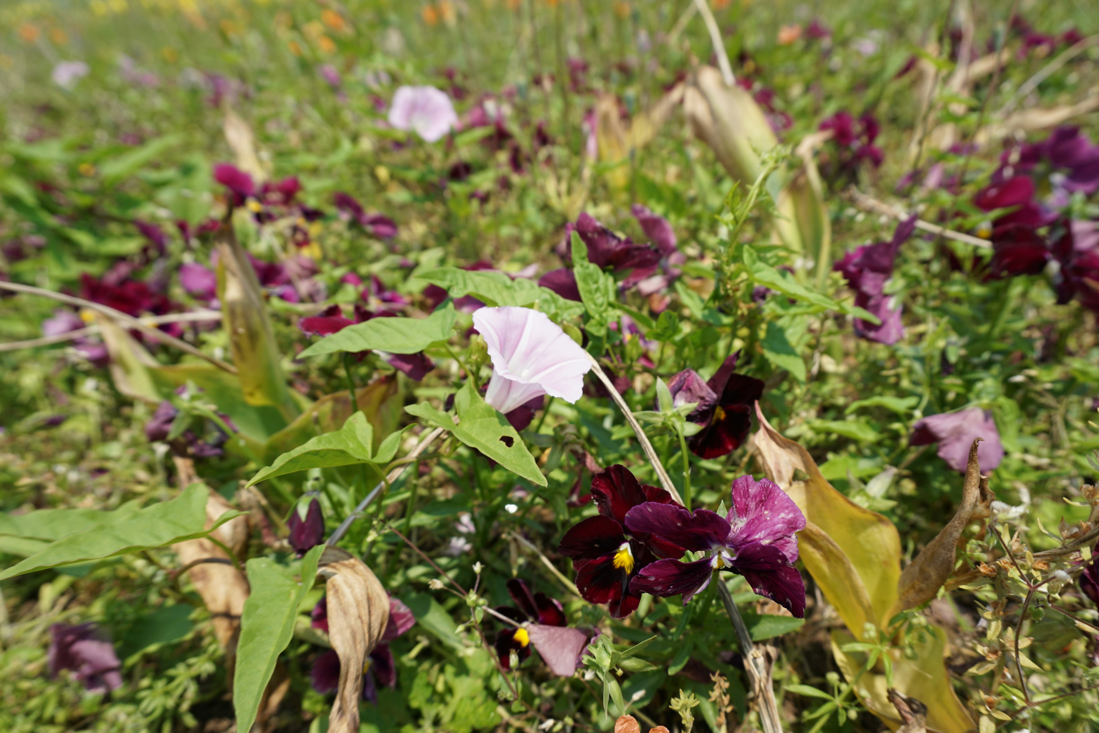 Champ de fleurs violettes et de feuilles vertes avec une touche de rose