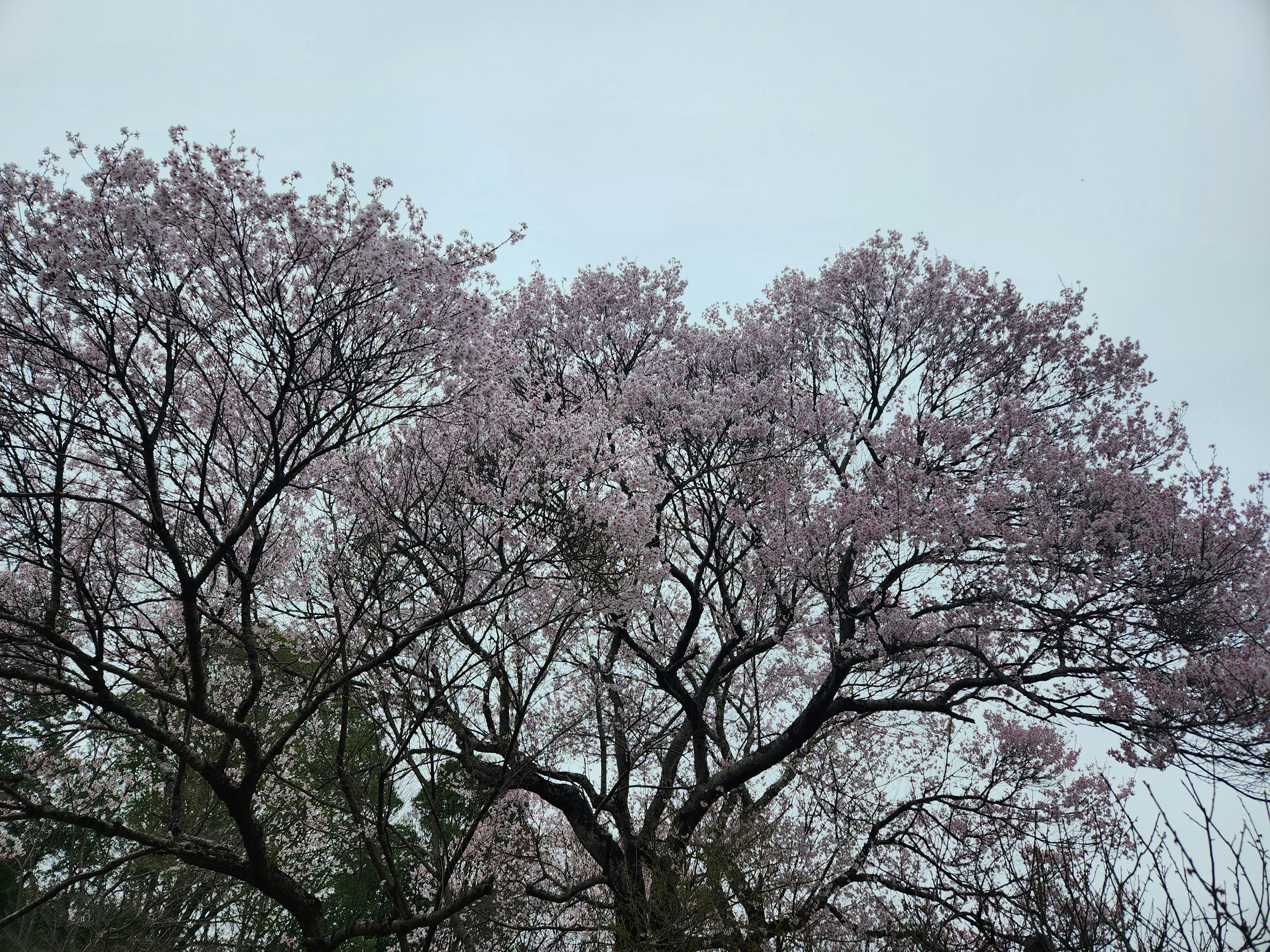 淡いピンクの花を咲かせた大きな木の上部を捉えた画像